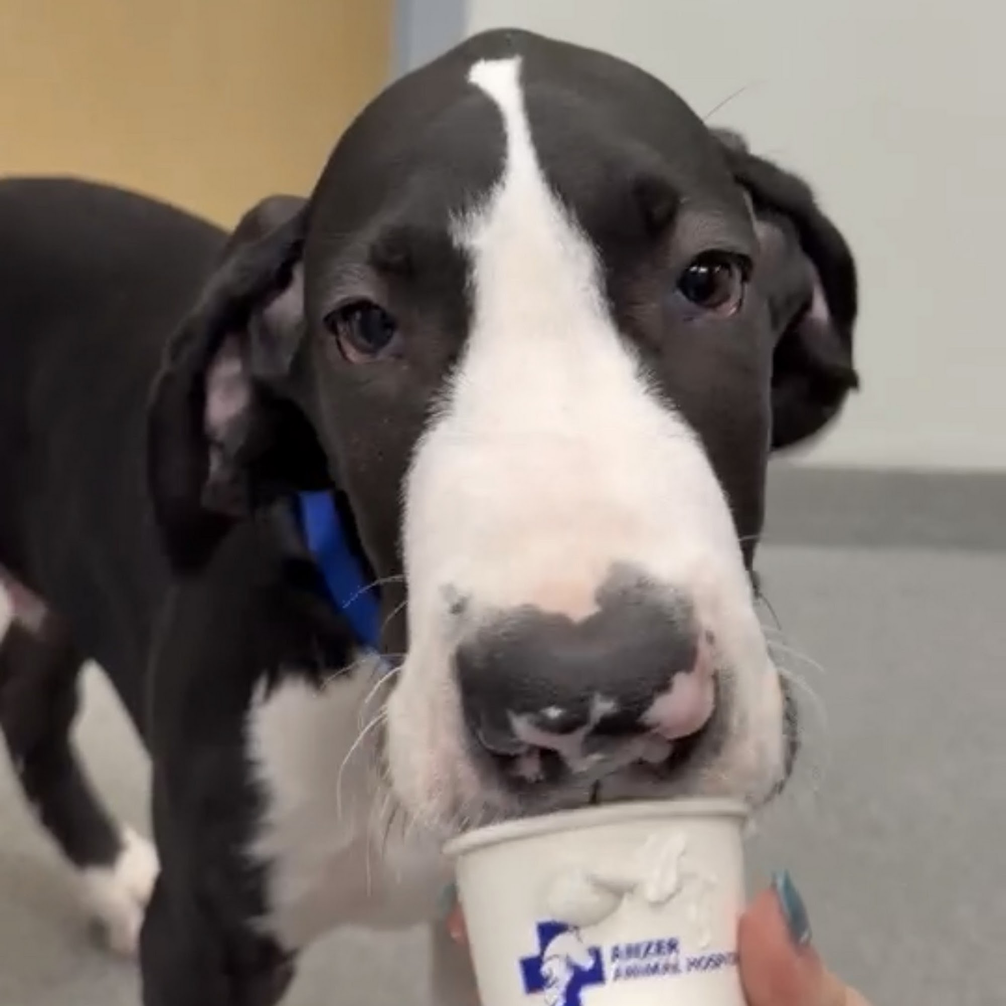 Anzer Animal Hospital Loxahatchee Groves