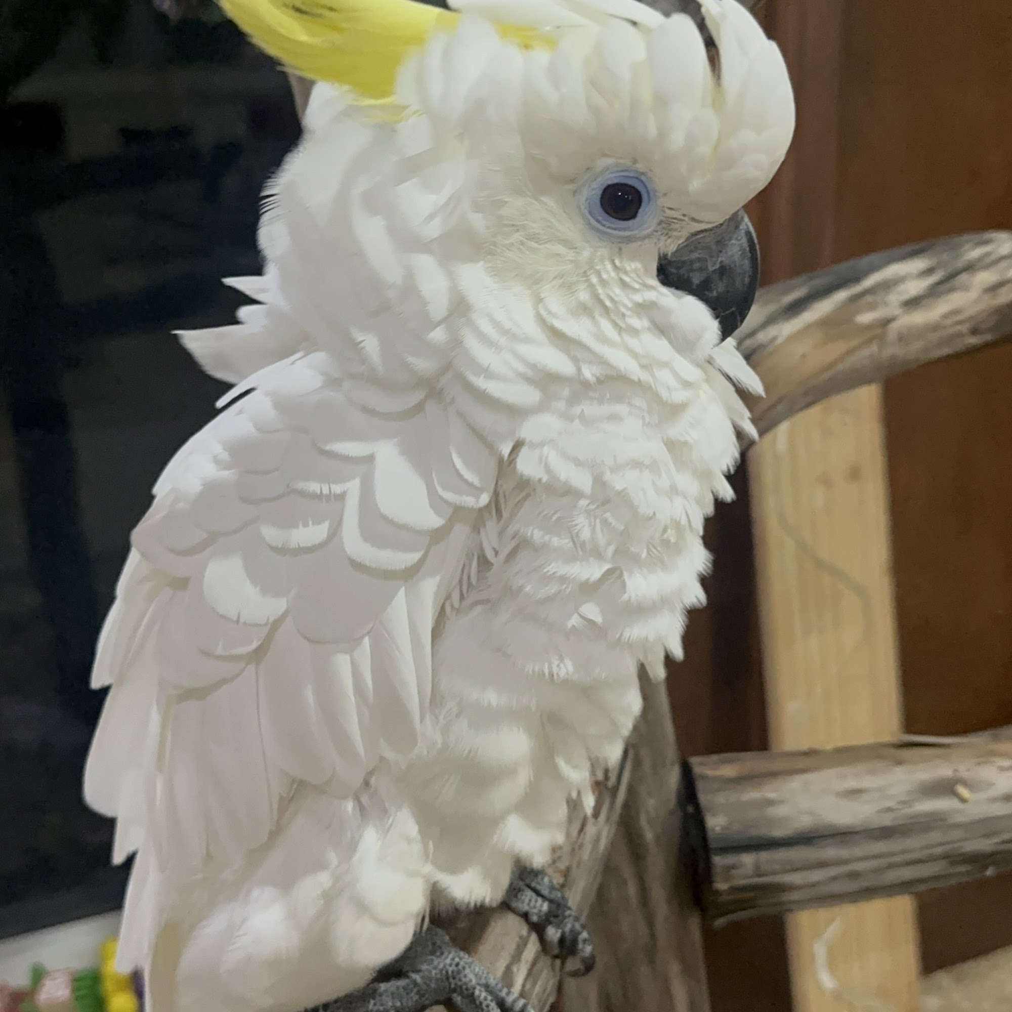 Rainforest Clinic For Birds Loxahatchee