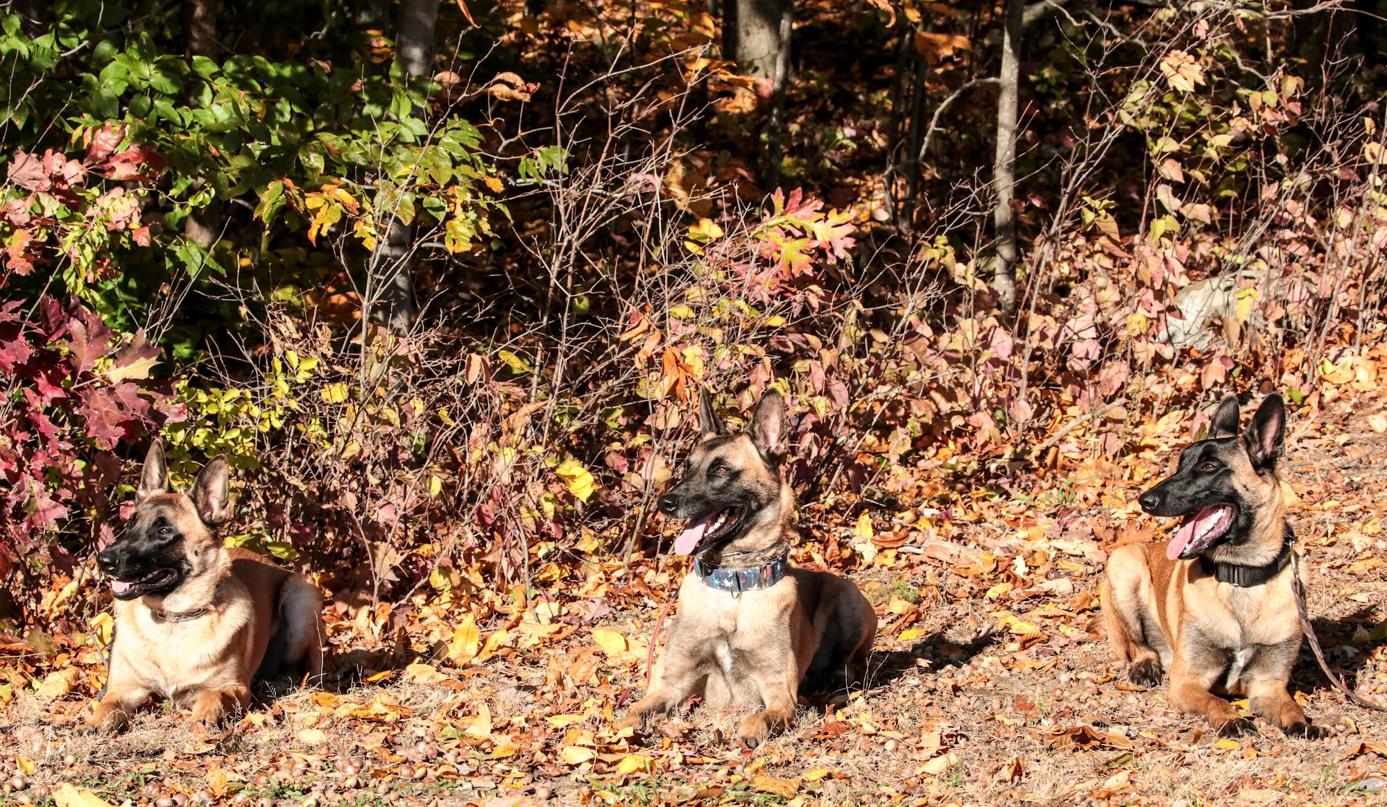 Calypso Canine Loxahatchee