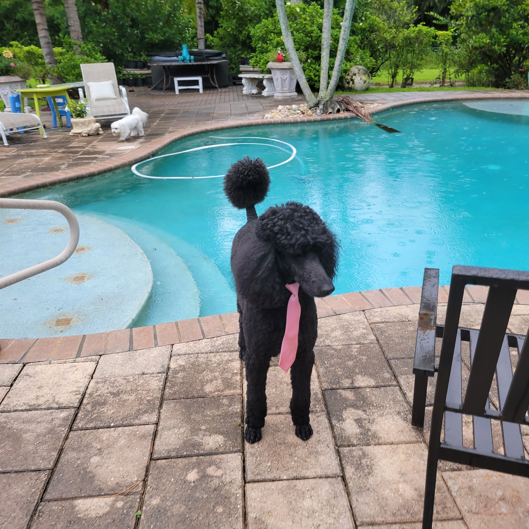 K9 Spa Dog Training & Dog Boarding Loxahatchee