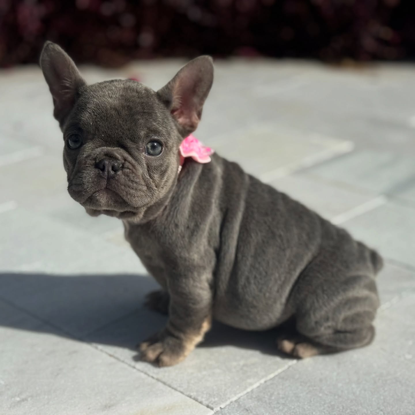 Ideal Dog Training LLC Loxahatchee