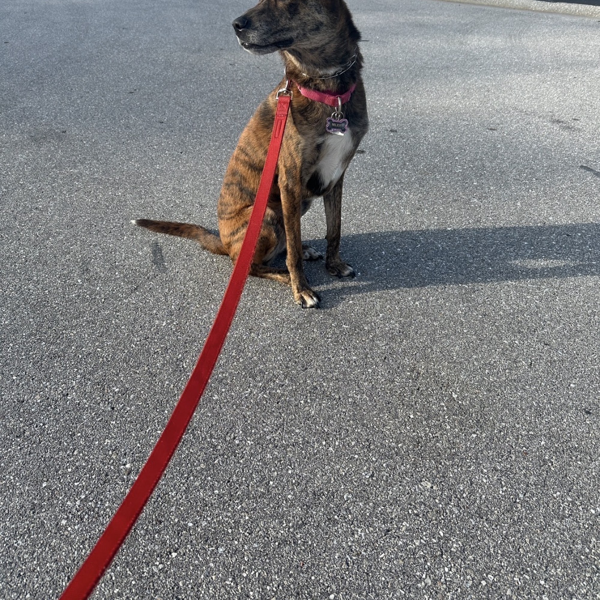 Ideal Dog Training LLC Loxahatchee