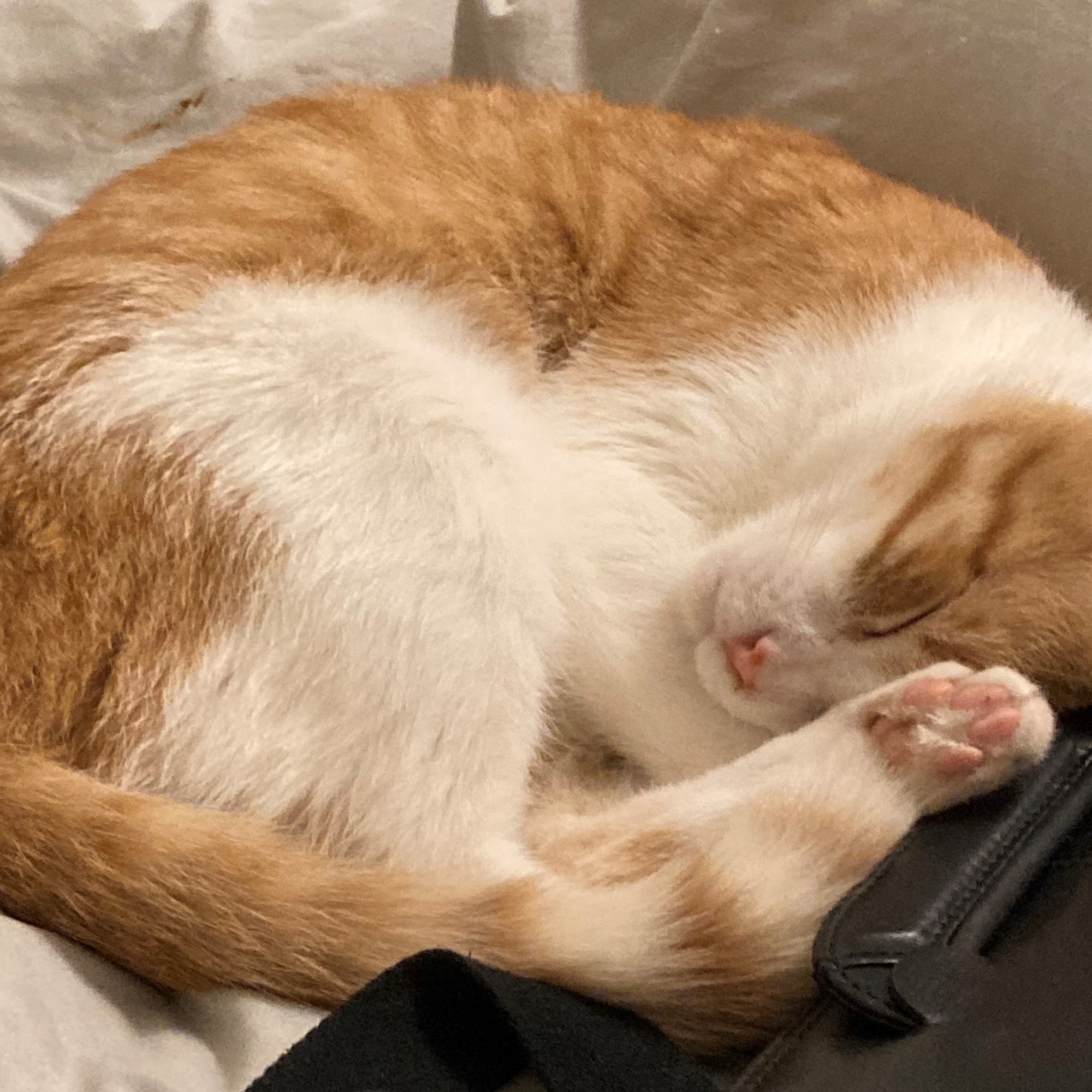 Bearss Animal Hospital Lutz