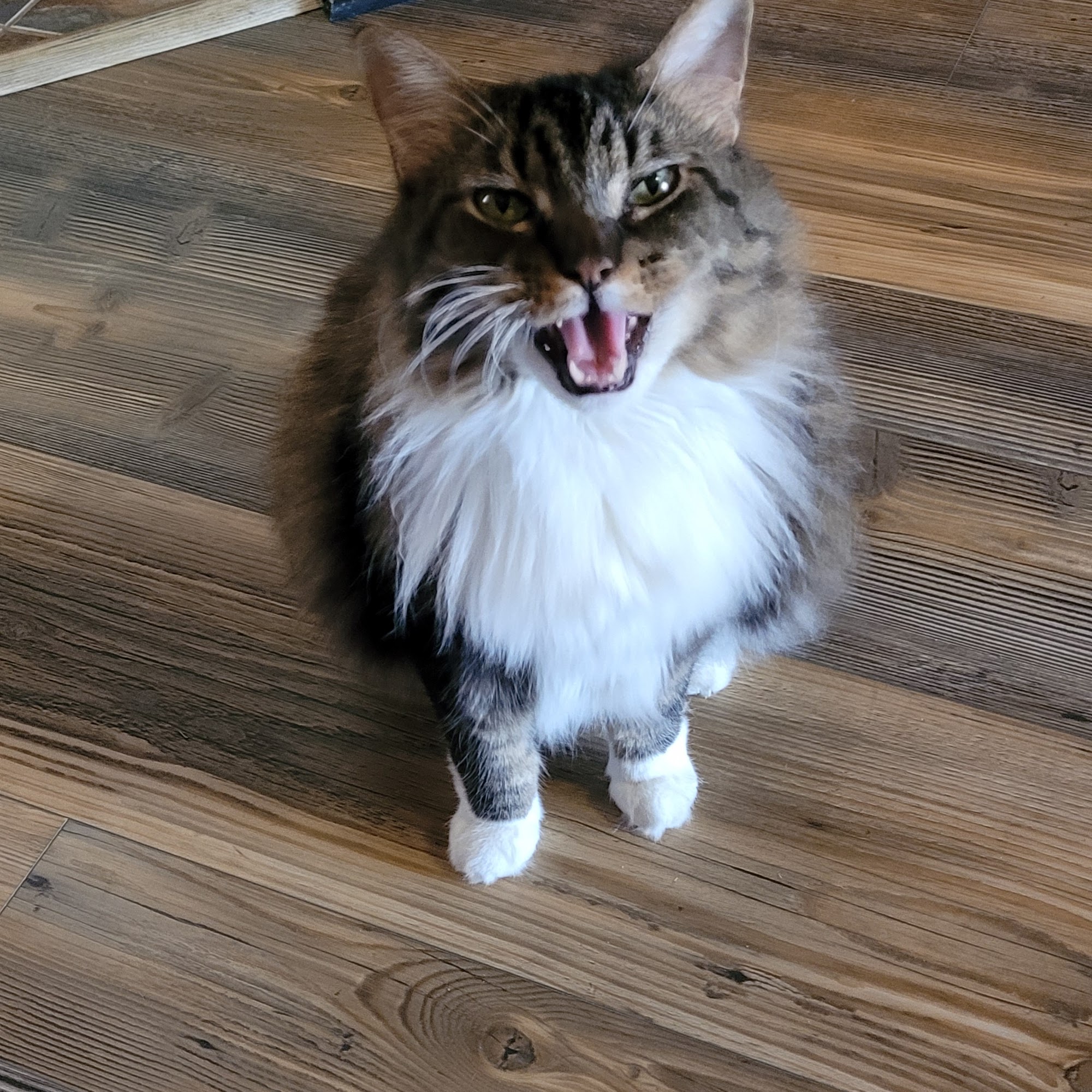 Pet Point Animal Hospital Lutz