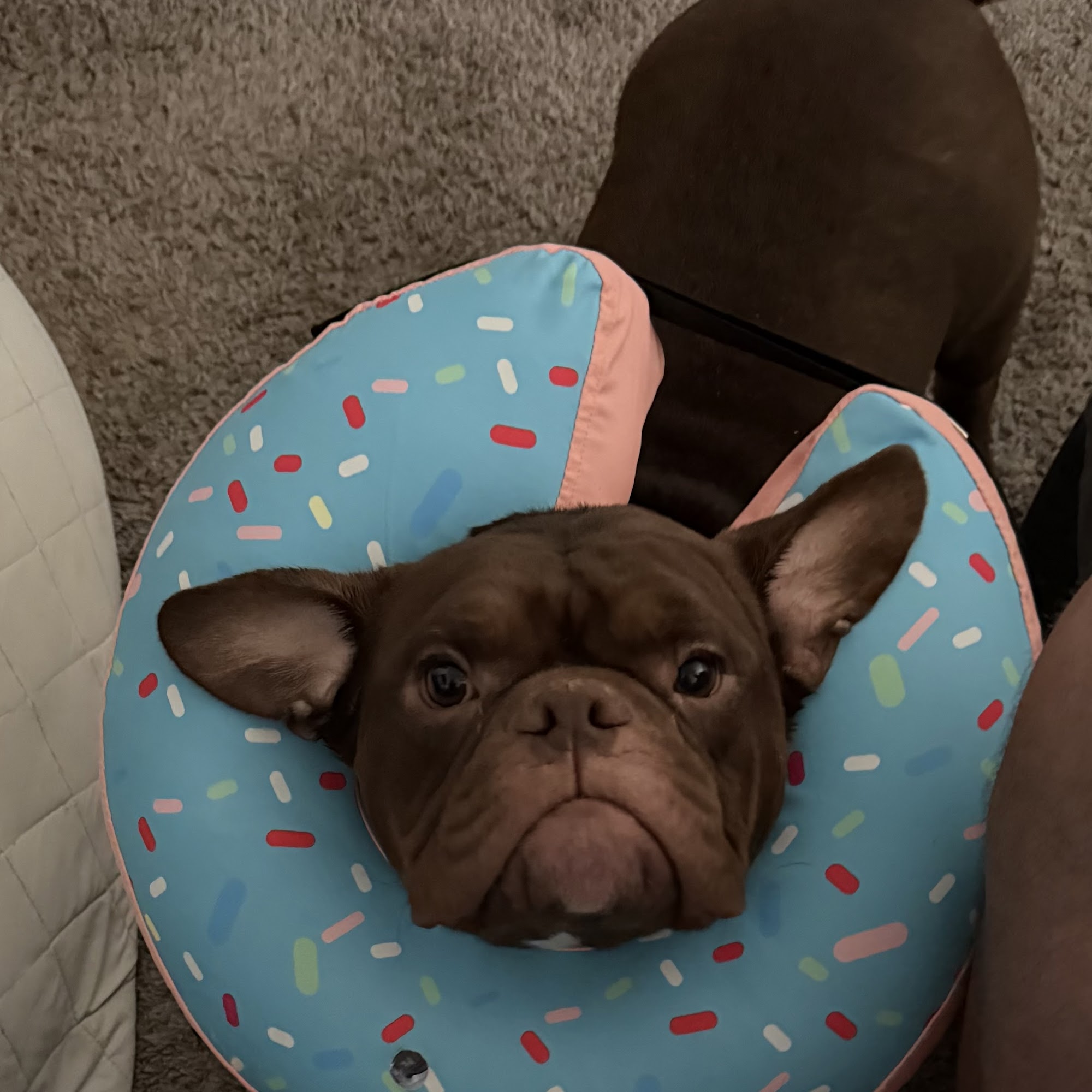 All Creatures Animal Hospital Lutz