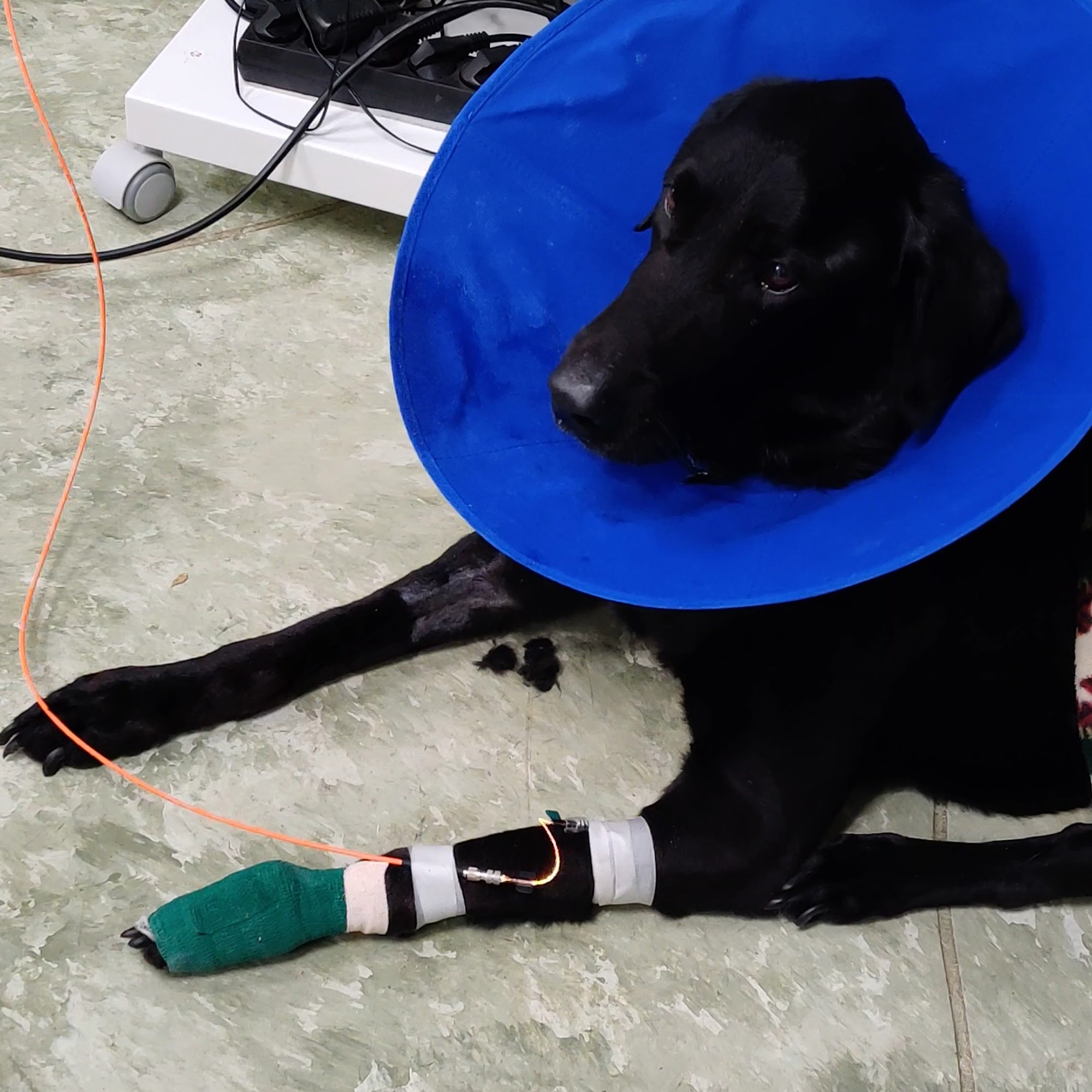 Pasco Veterinary Medical Center Lutz