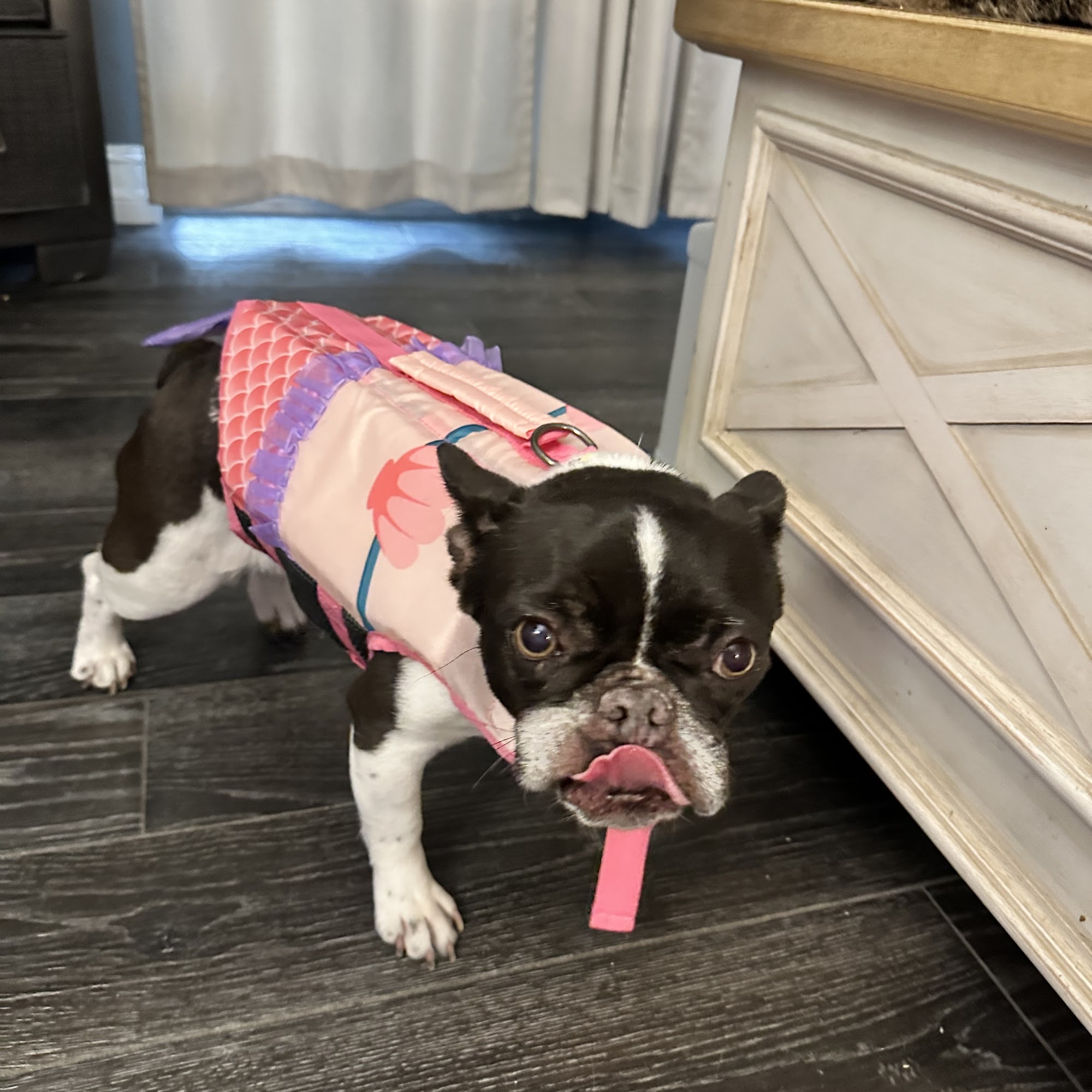 New Tampa Animal Hospital Lutz