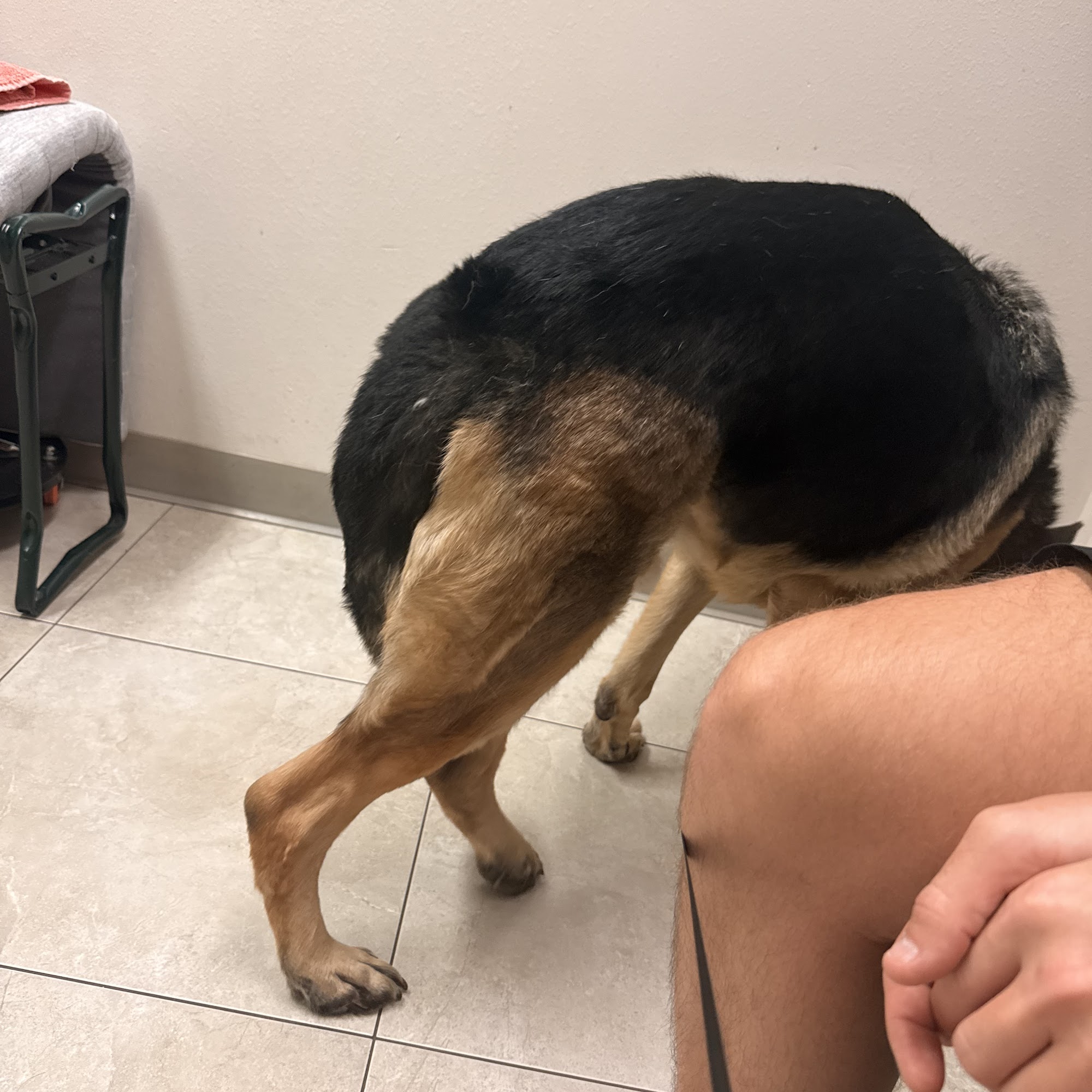 Livingston Animal & Avian Hospital Lutz