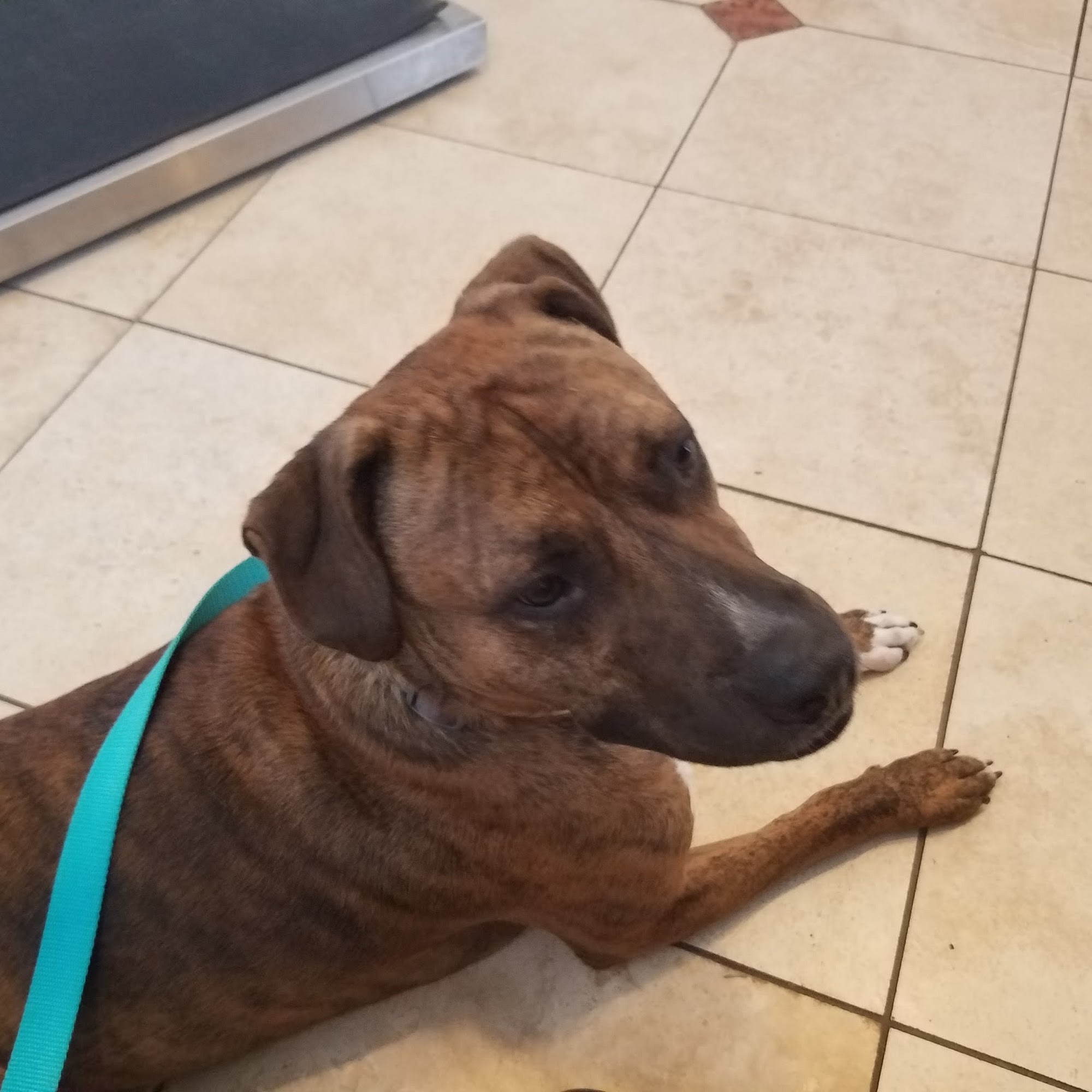 Central Pasco Vet Care Lutz