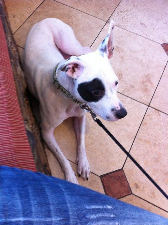 Central Pasco Vet Care Lutz