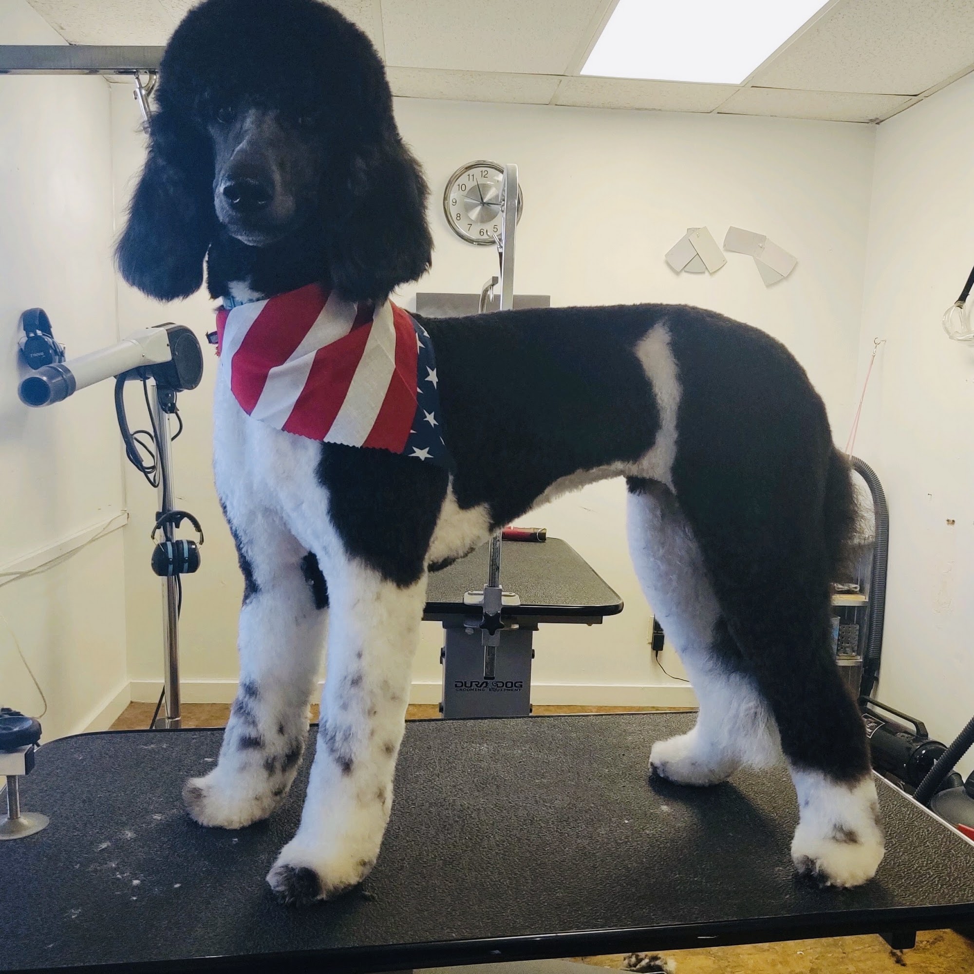 Gorgeous Growlers Grooming Lutz