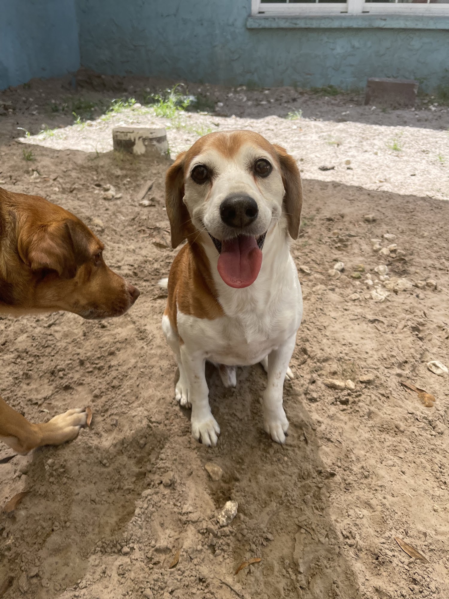 The Barkery Boarding and Daycare Inc. Lutz