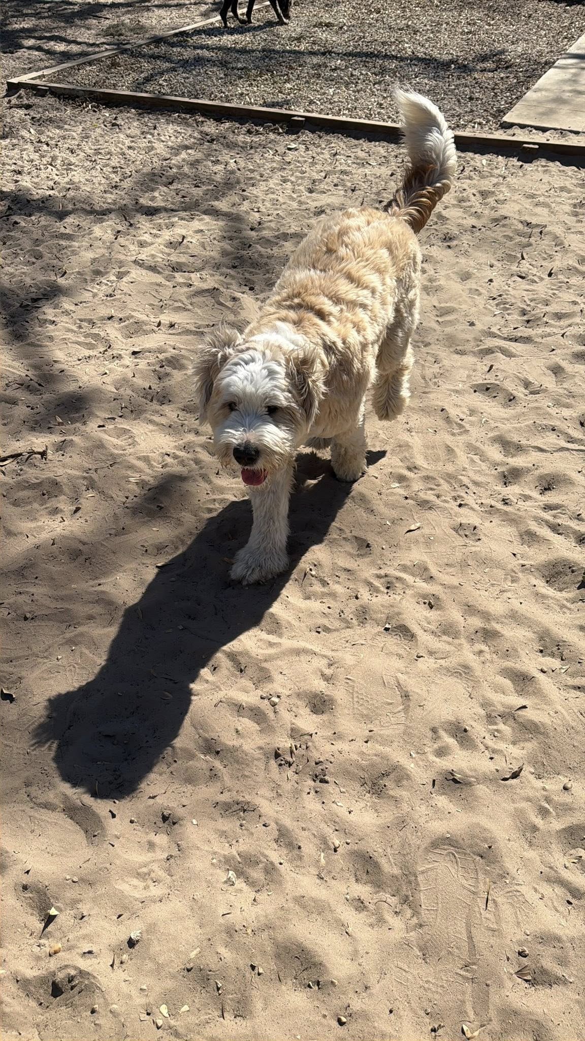 The Barkery Boarding and Daycare Inc. Lutz