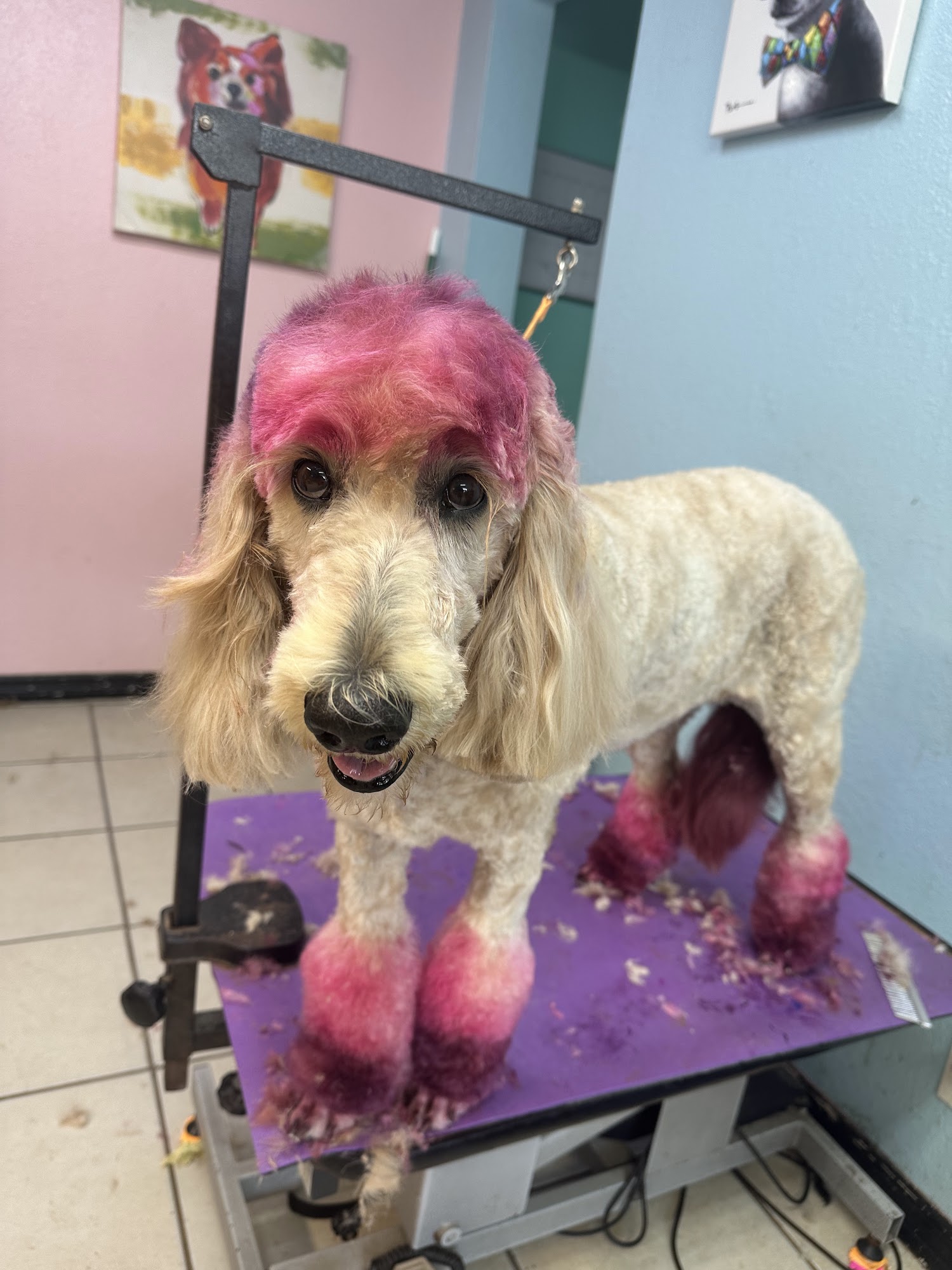 U Dirty Dog Pet Grooming Lutz