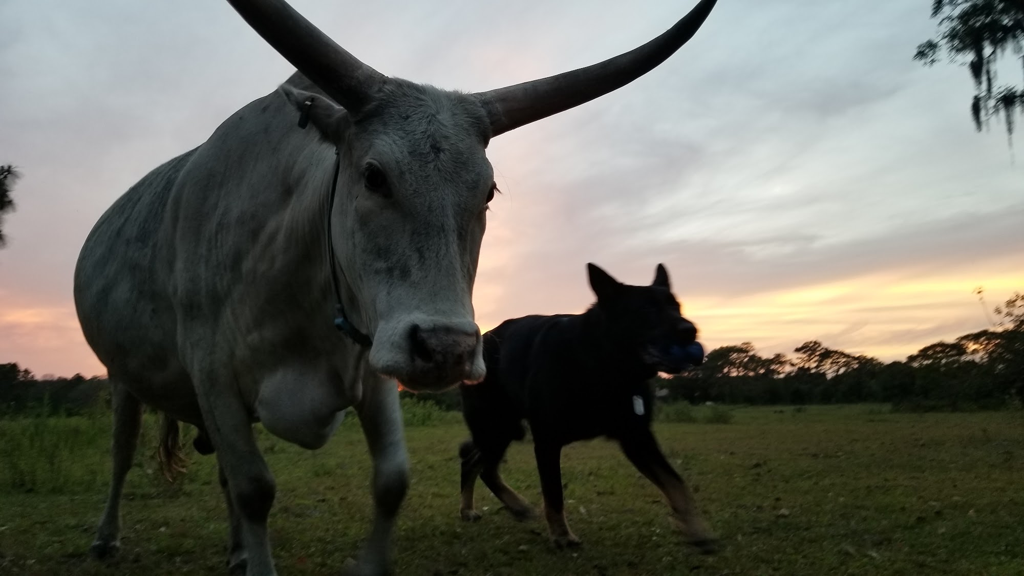 Good Behavior Dog Training Lutz
