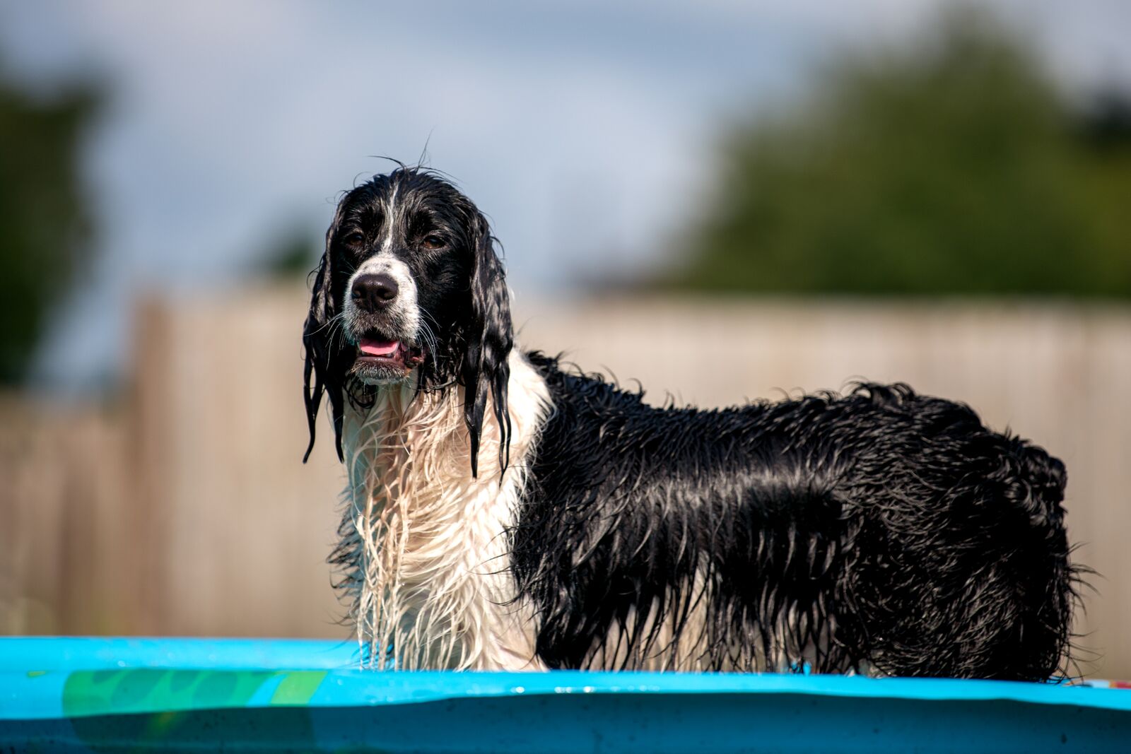 Courteous Canine, Inc. Lutz