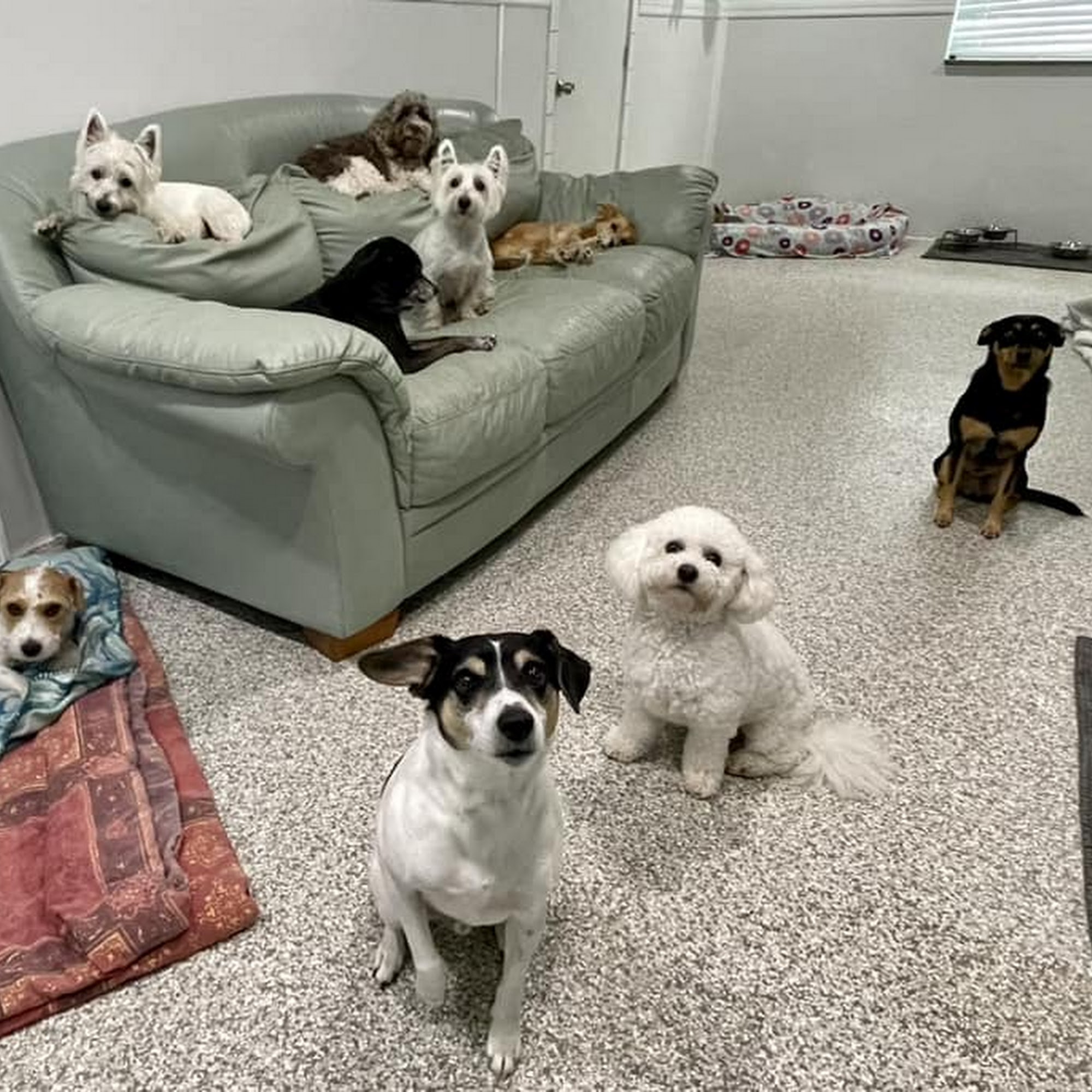 Water Bowl Oasis LLC Dog Boarding & Daycare Lutz