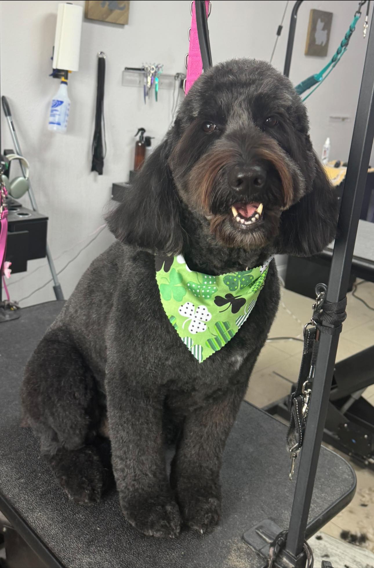 Ava's Dog Salon Lutz