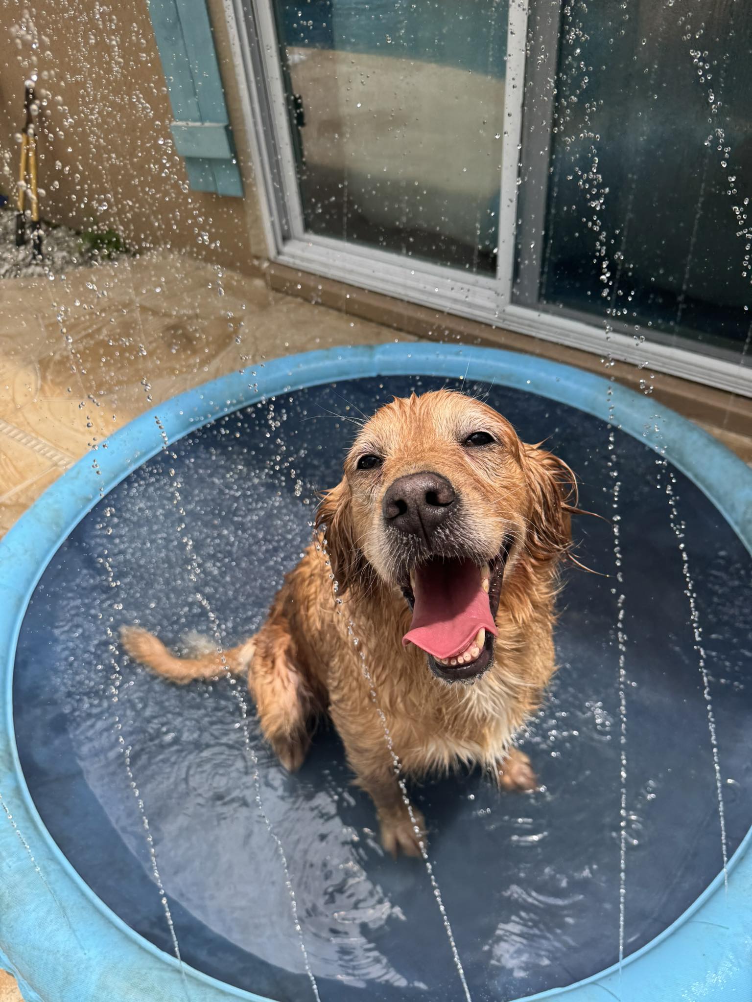 Ava's Dog Salon Lutz