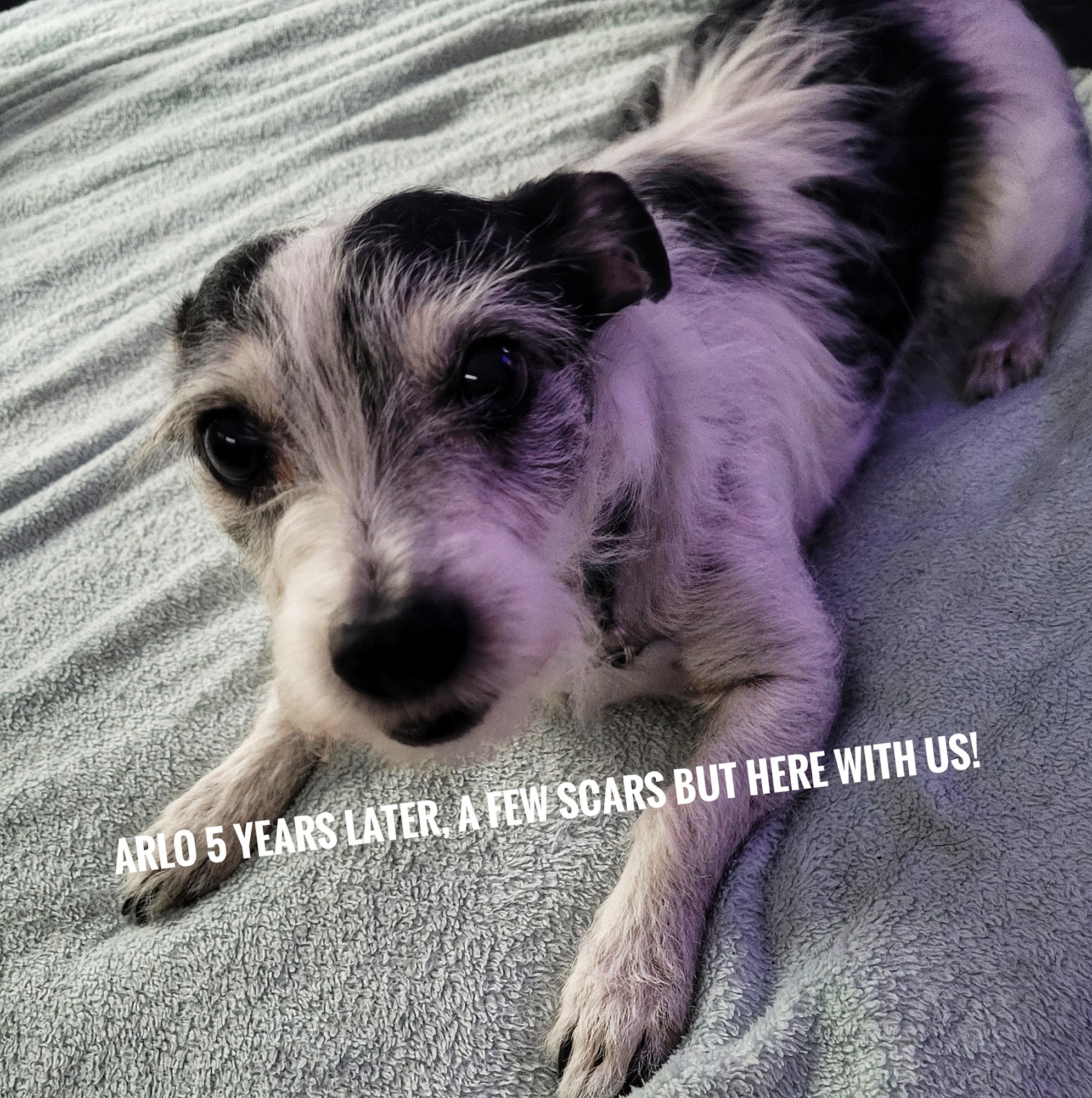 North Bay Animal Hospital Inc Lynn Haven