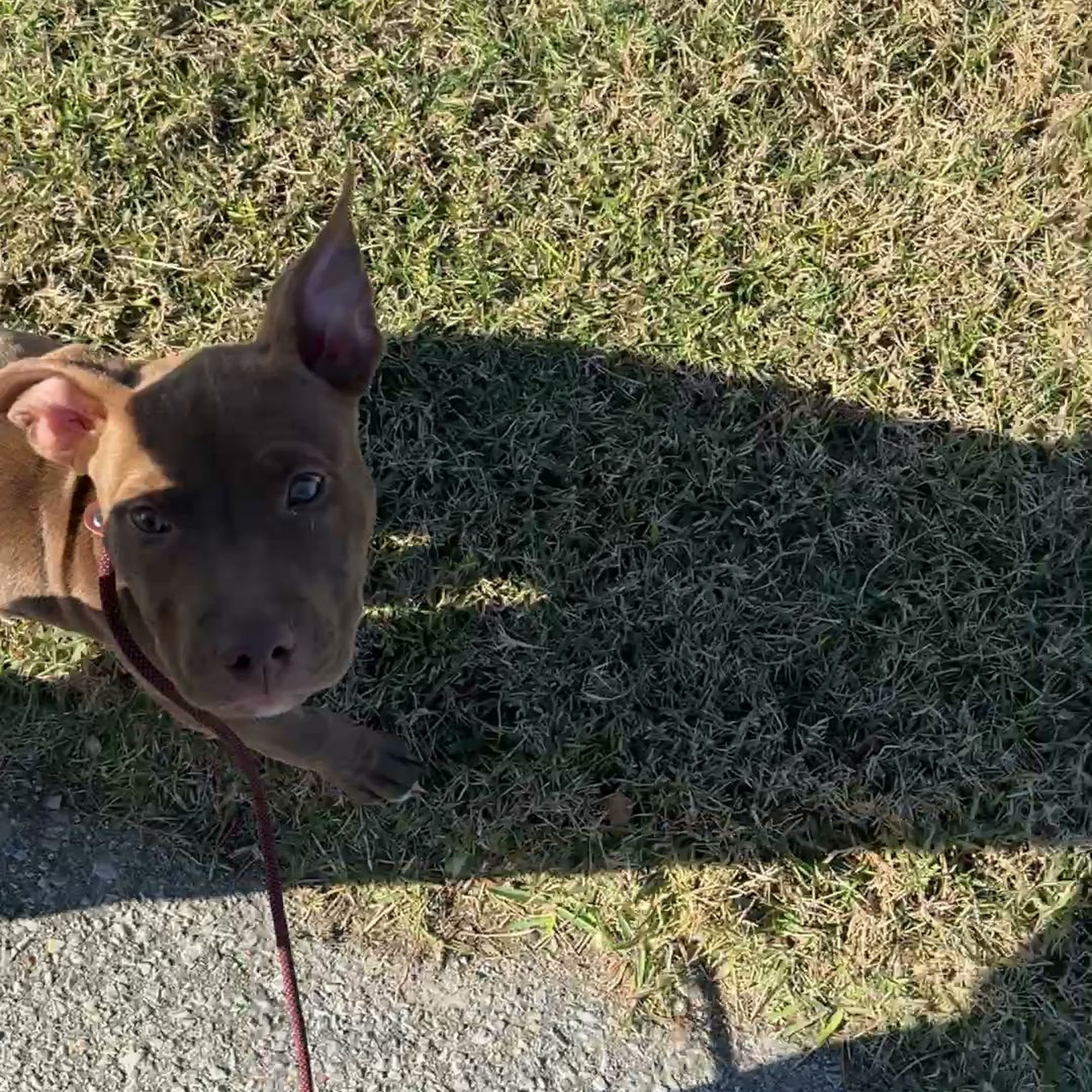 Dog Academy L.L.C. Lynn Haven