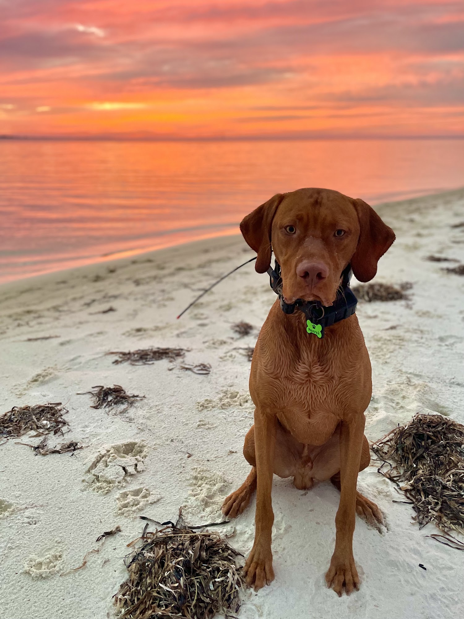 Dog Academy L.L.C. Lynn Haven