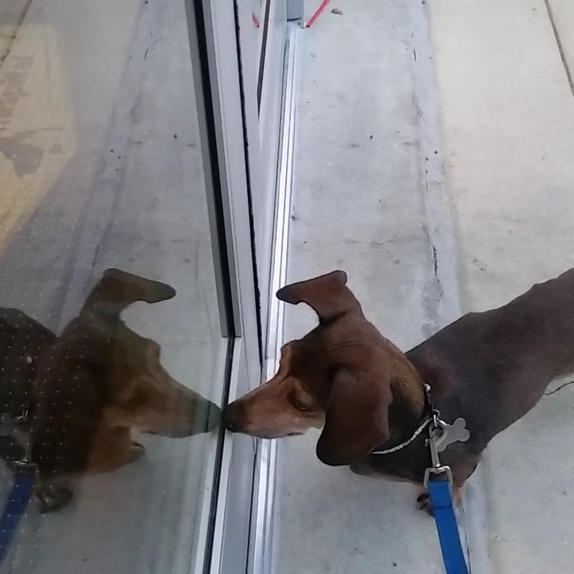 Sixth Street Veterinary Hospital Macclenny