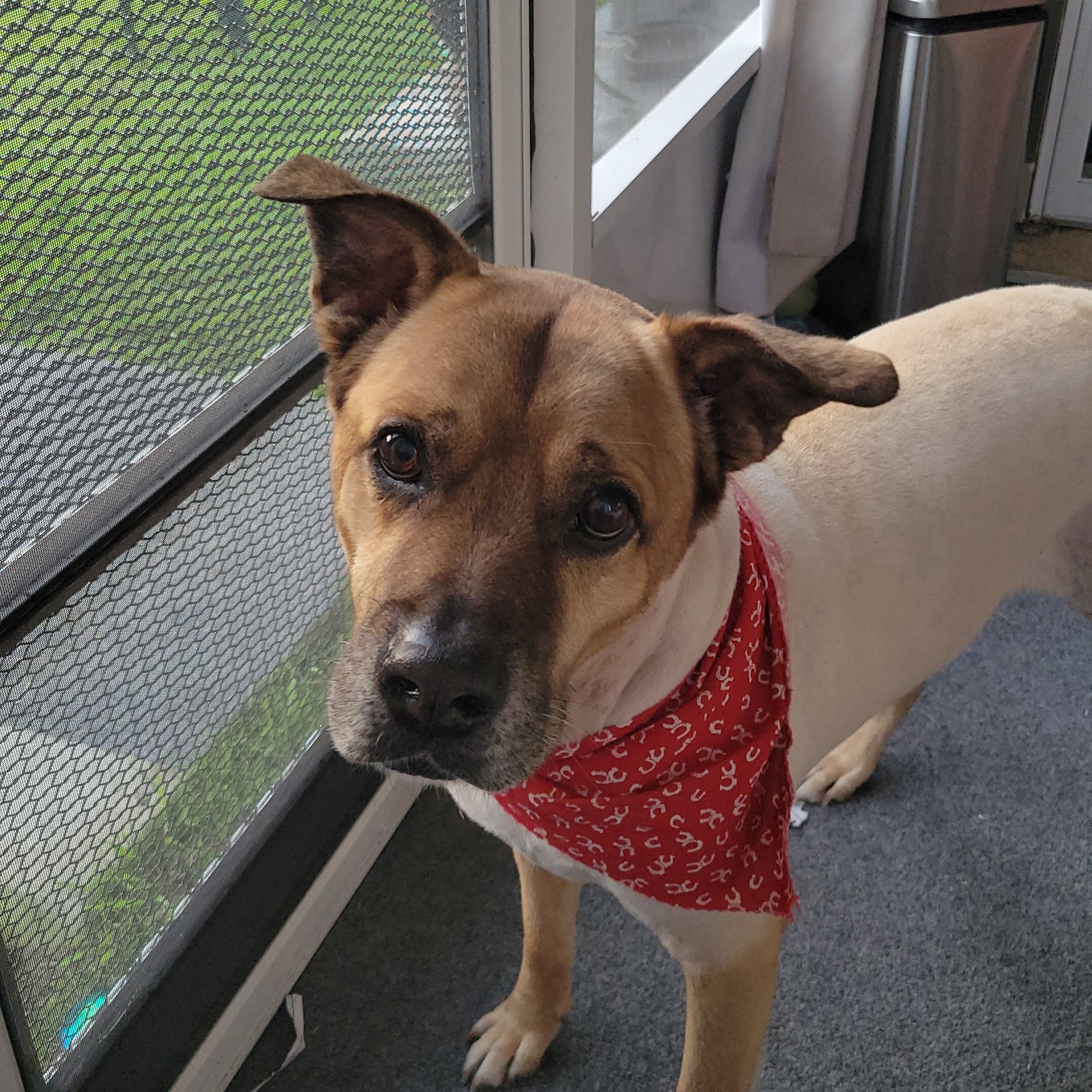 Furr Real Grooming Macclenny