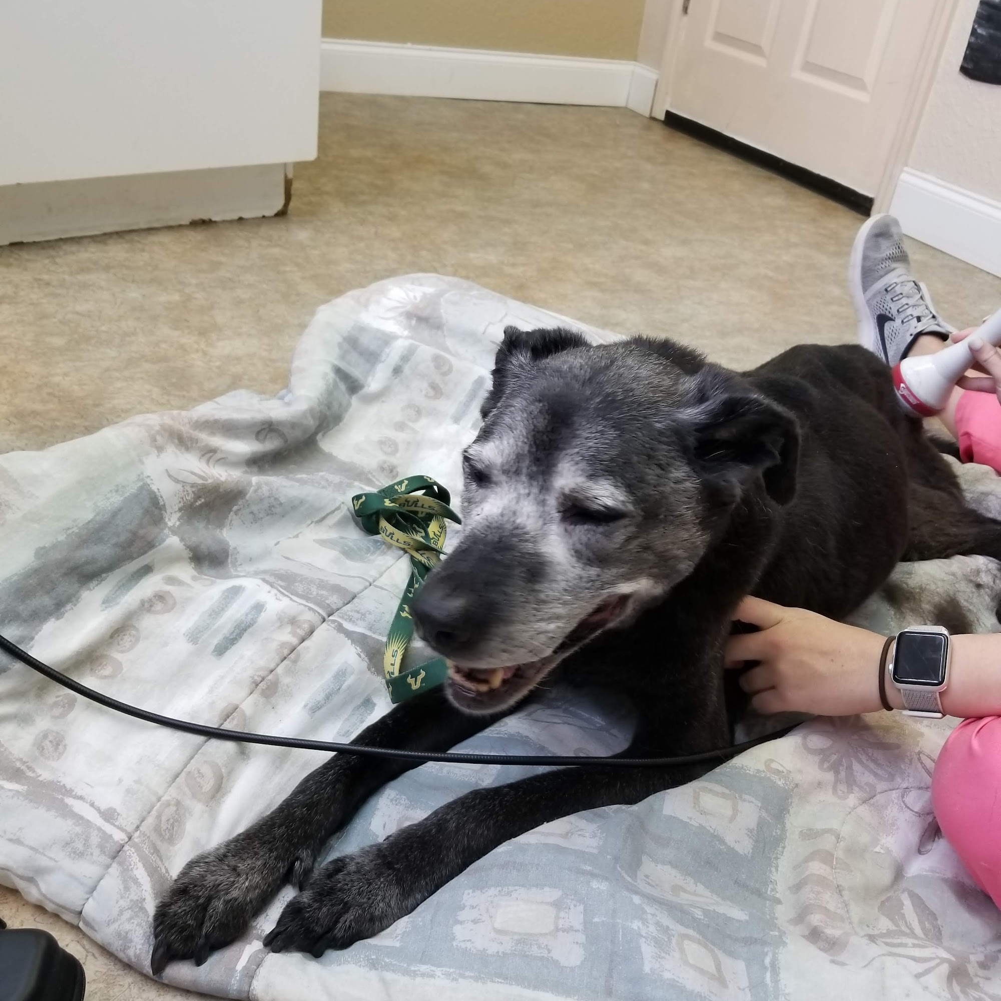 Medicine River Animal Hospital Madeira Beach