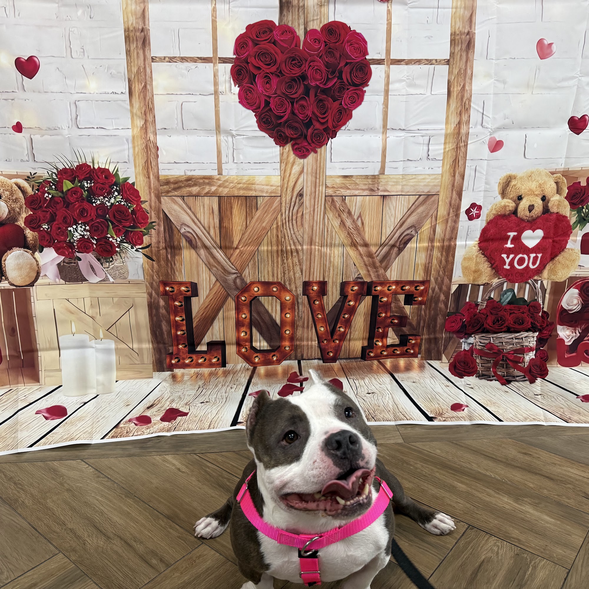 Maitland Animal Hospital Maitland