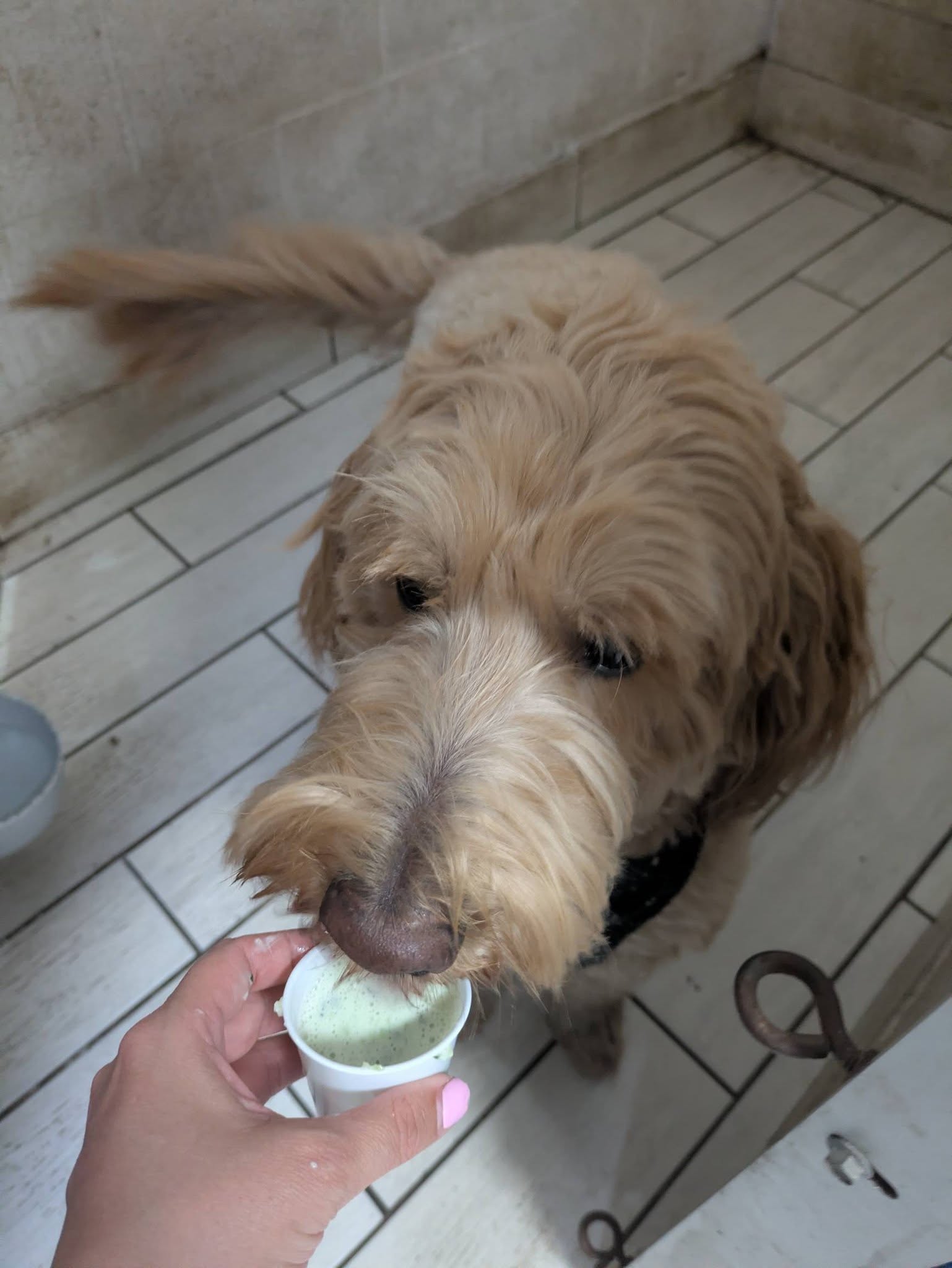 Pet Play Town Pet Resort Maitland