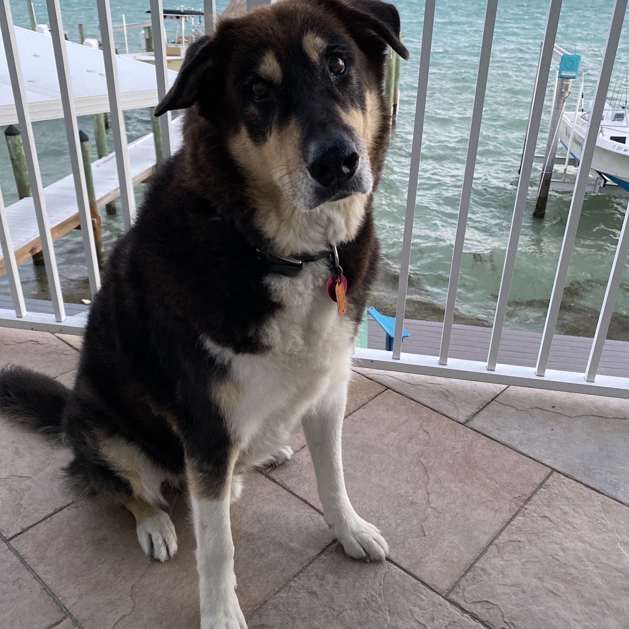 Pet Wellness Center Marathon