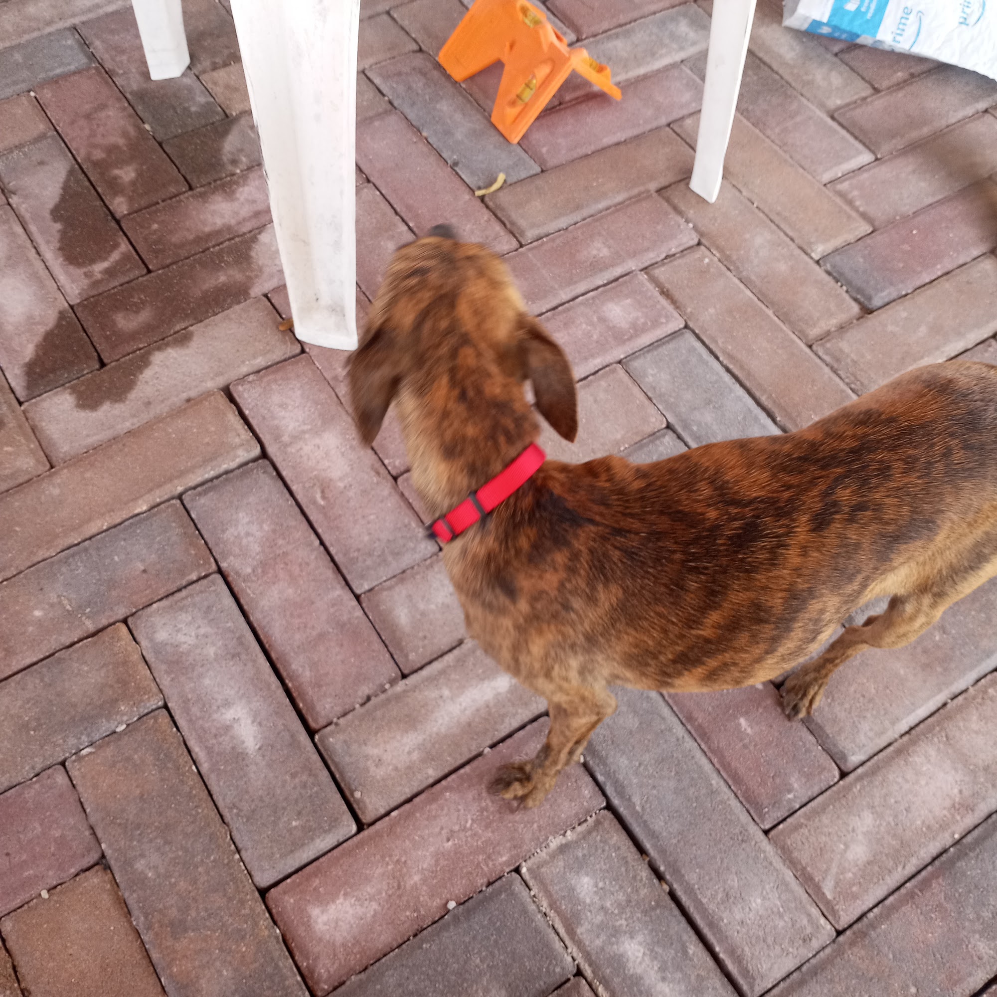 Dr. Robert E. DeField D.V.M.