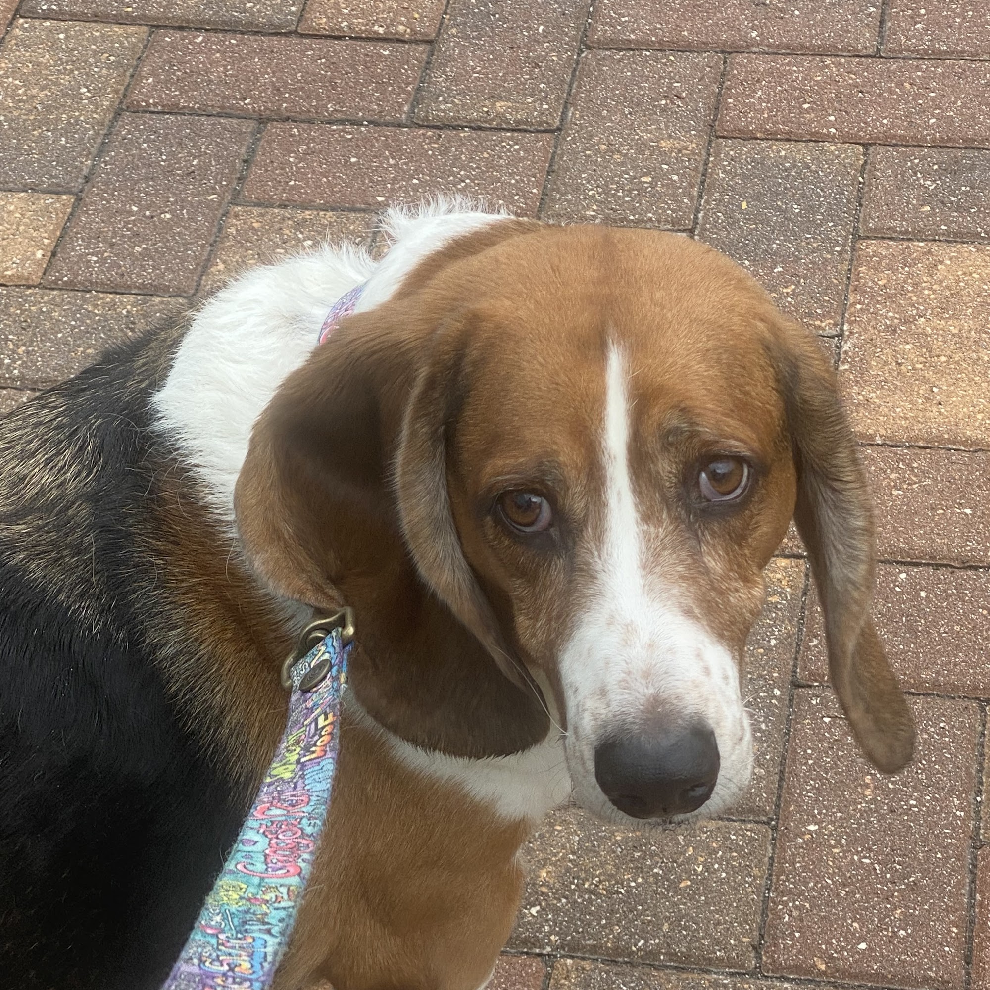 Pet Sitting By Margaret Marathon