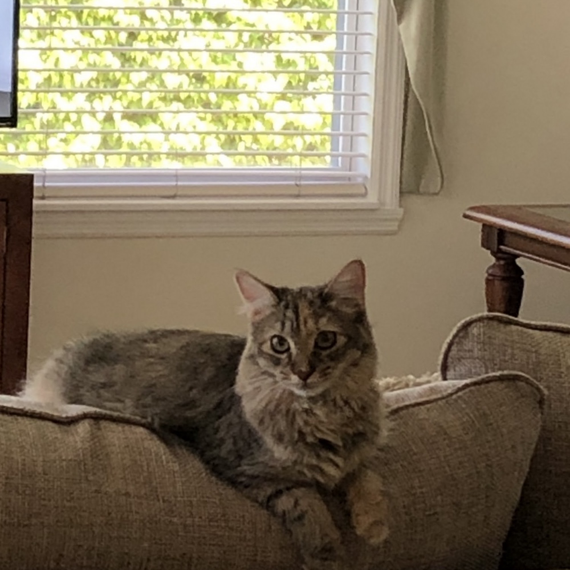 Marco Veterinary Hospital Marco Island