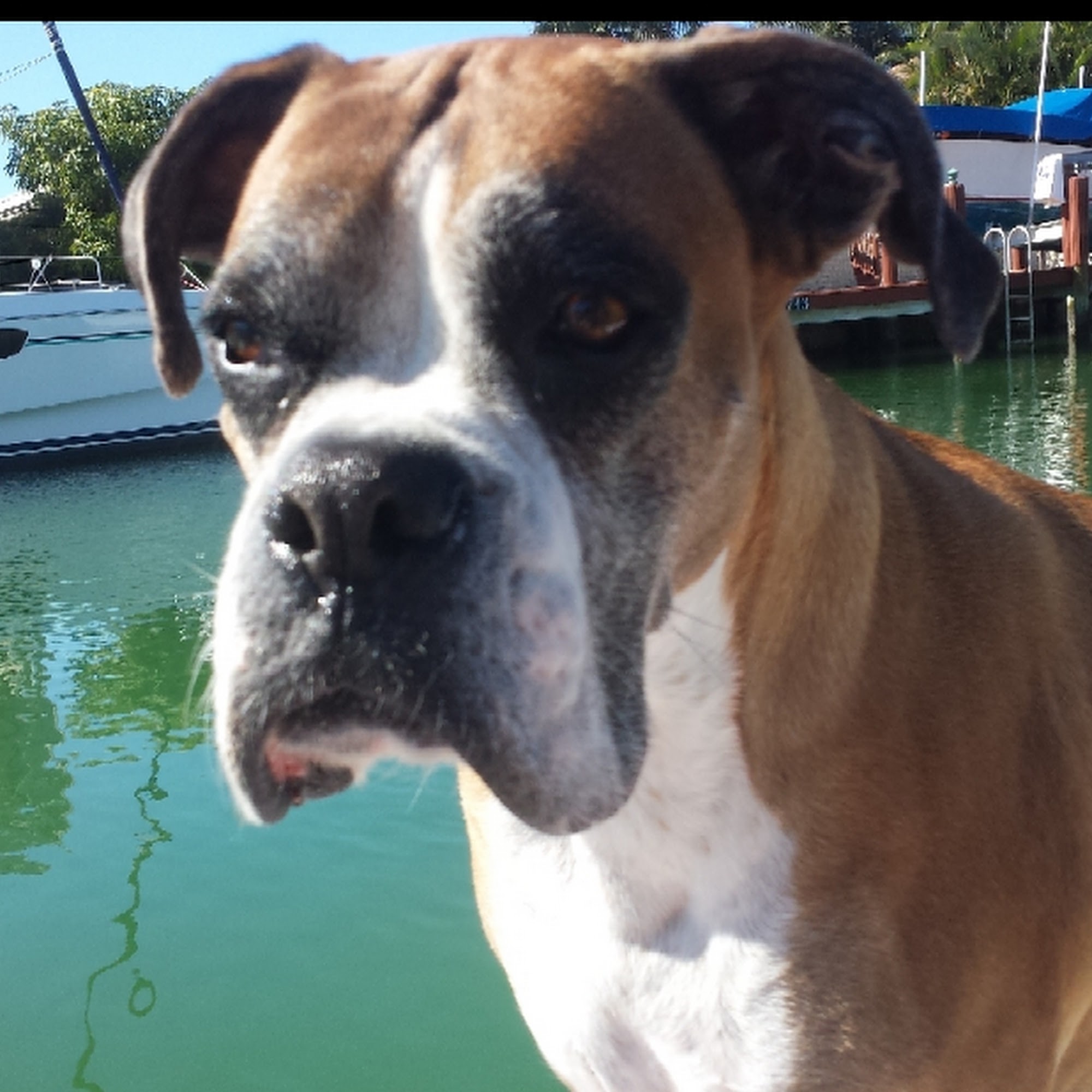 Island Animal Hospital Marco Island