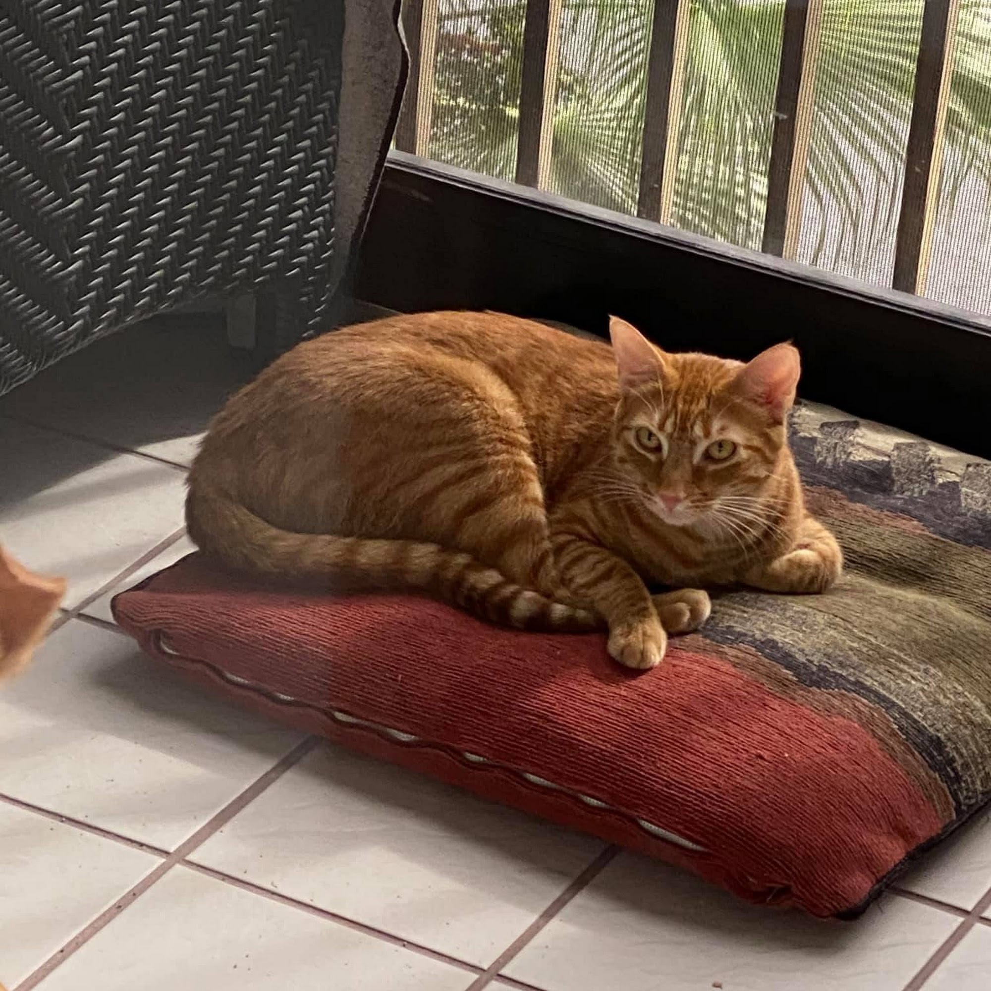 Quad City Animal Clinic Margate