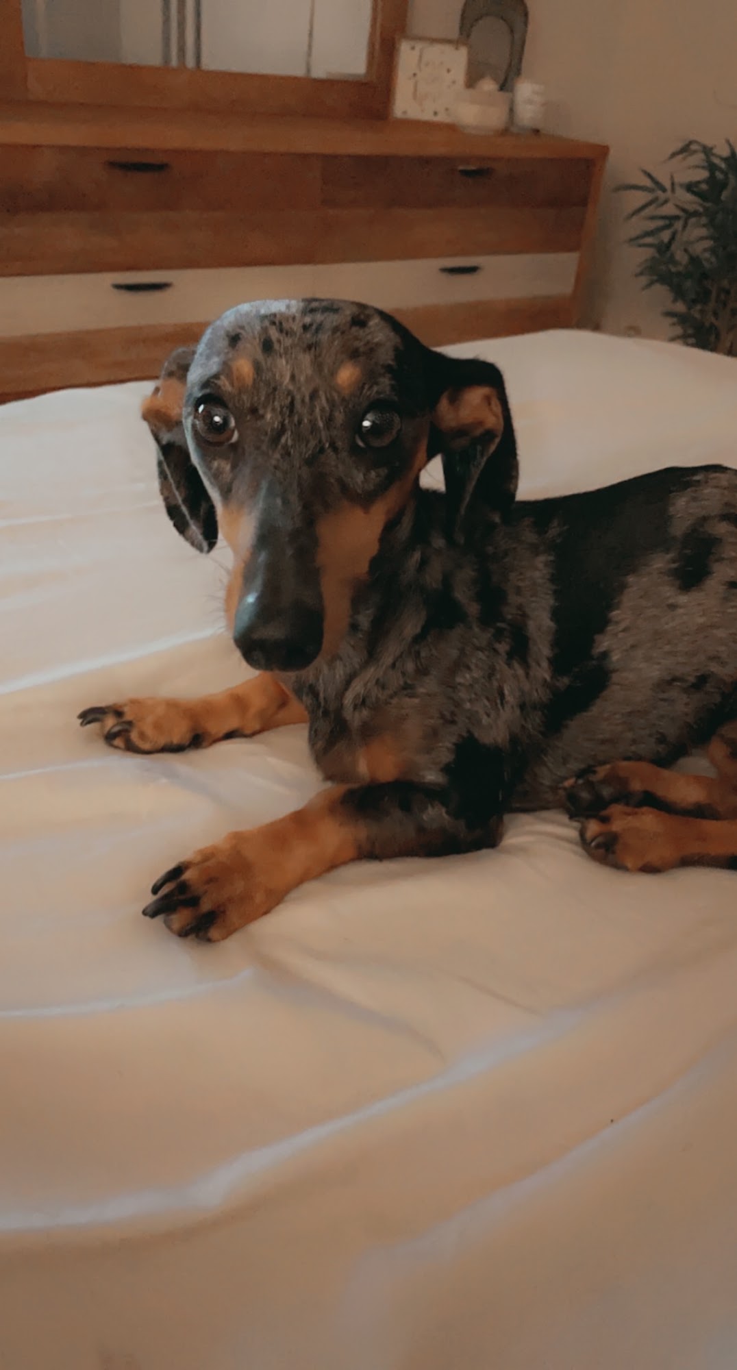 Raw Pet Food Depot Margate