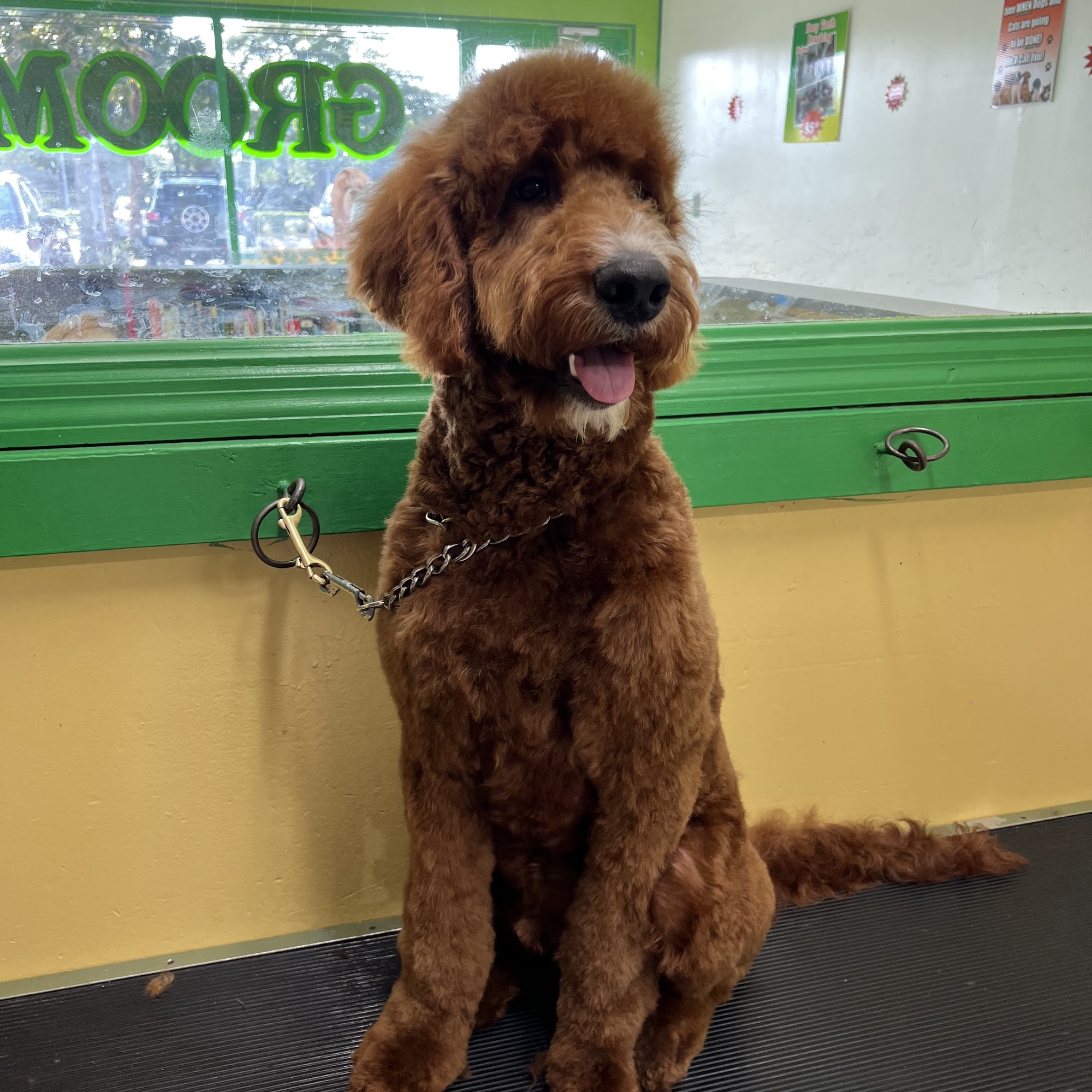 Pet Pleasers Grooming Salon Margate