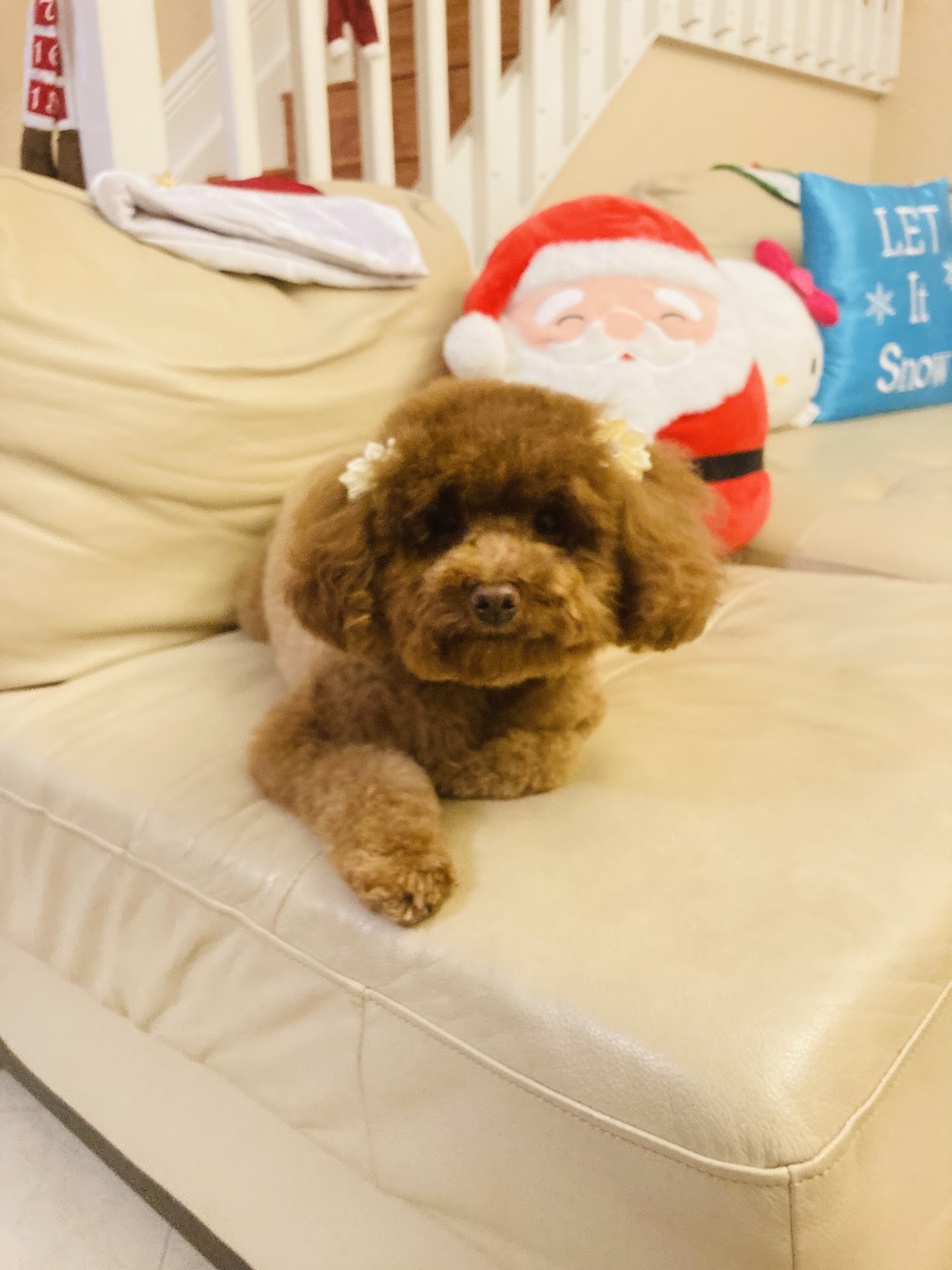 Pet Pleasers Grooming Salon Margate