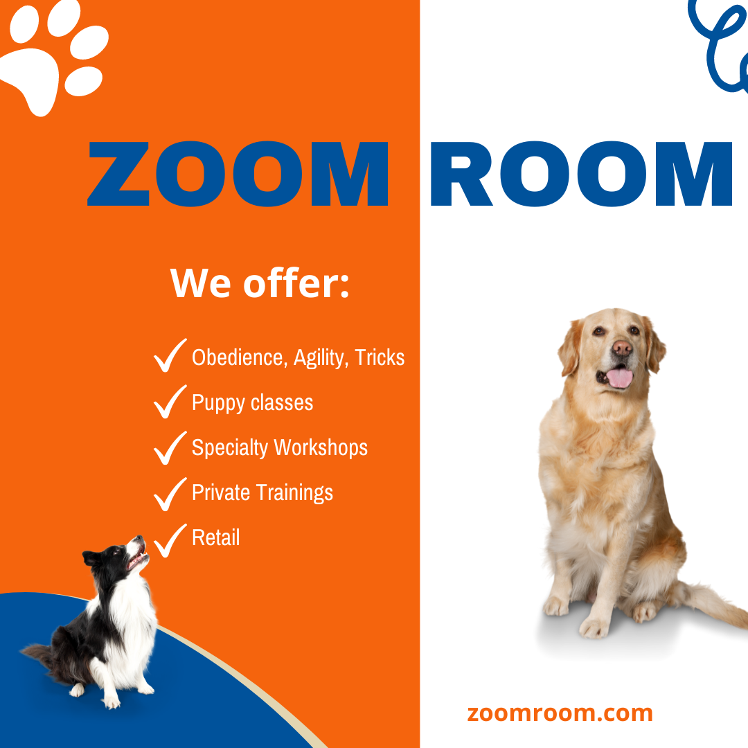 Zoom Room Dog Training Margate