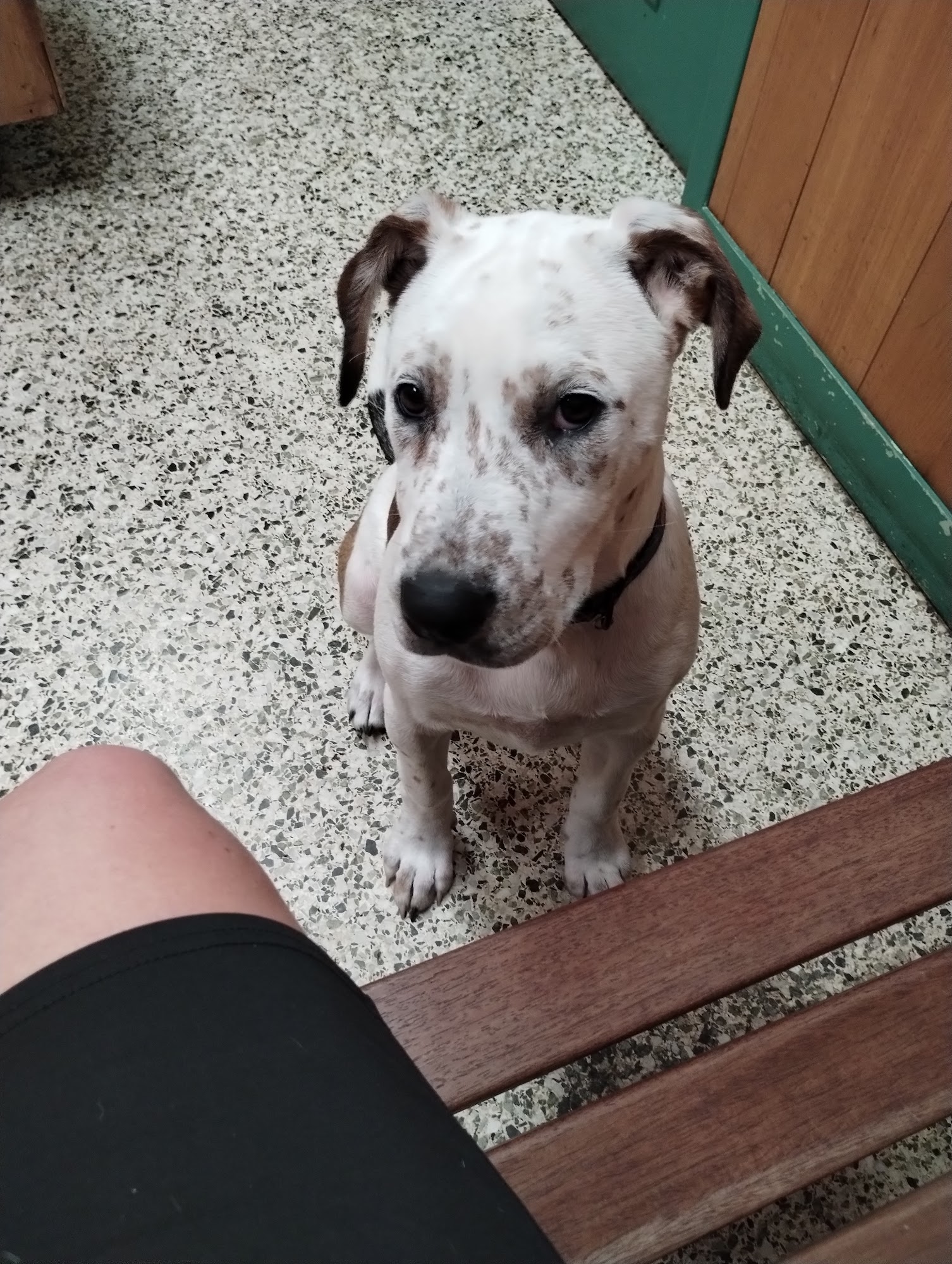 Marianna Animal Hospital Marianna