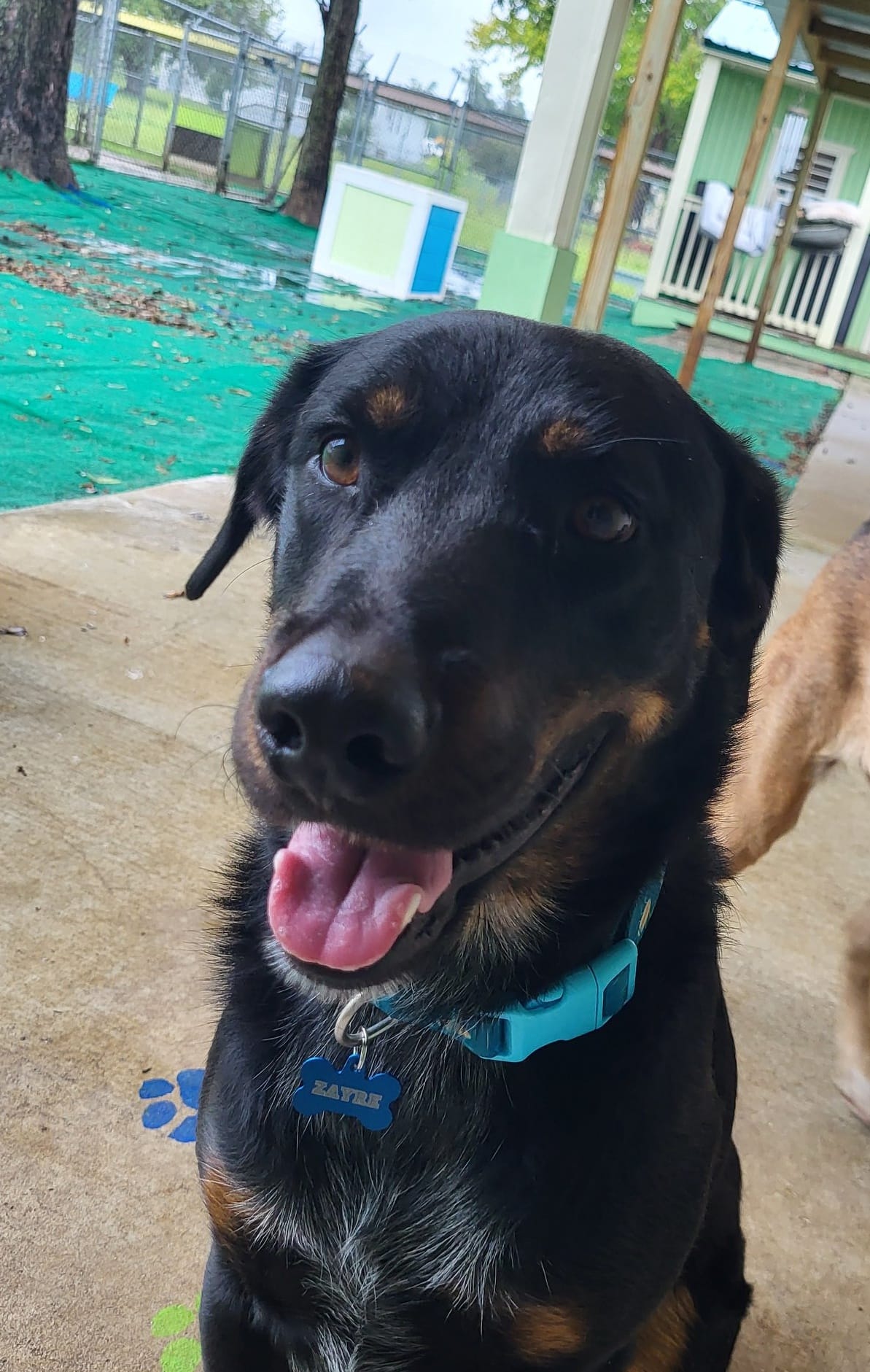 Great Oak Pet Resort Marianna