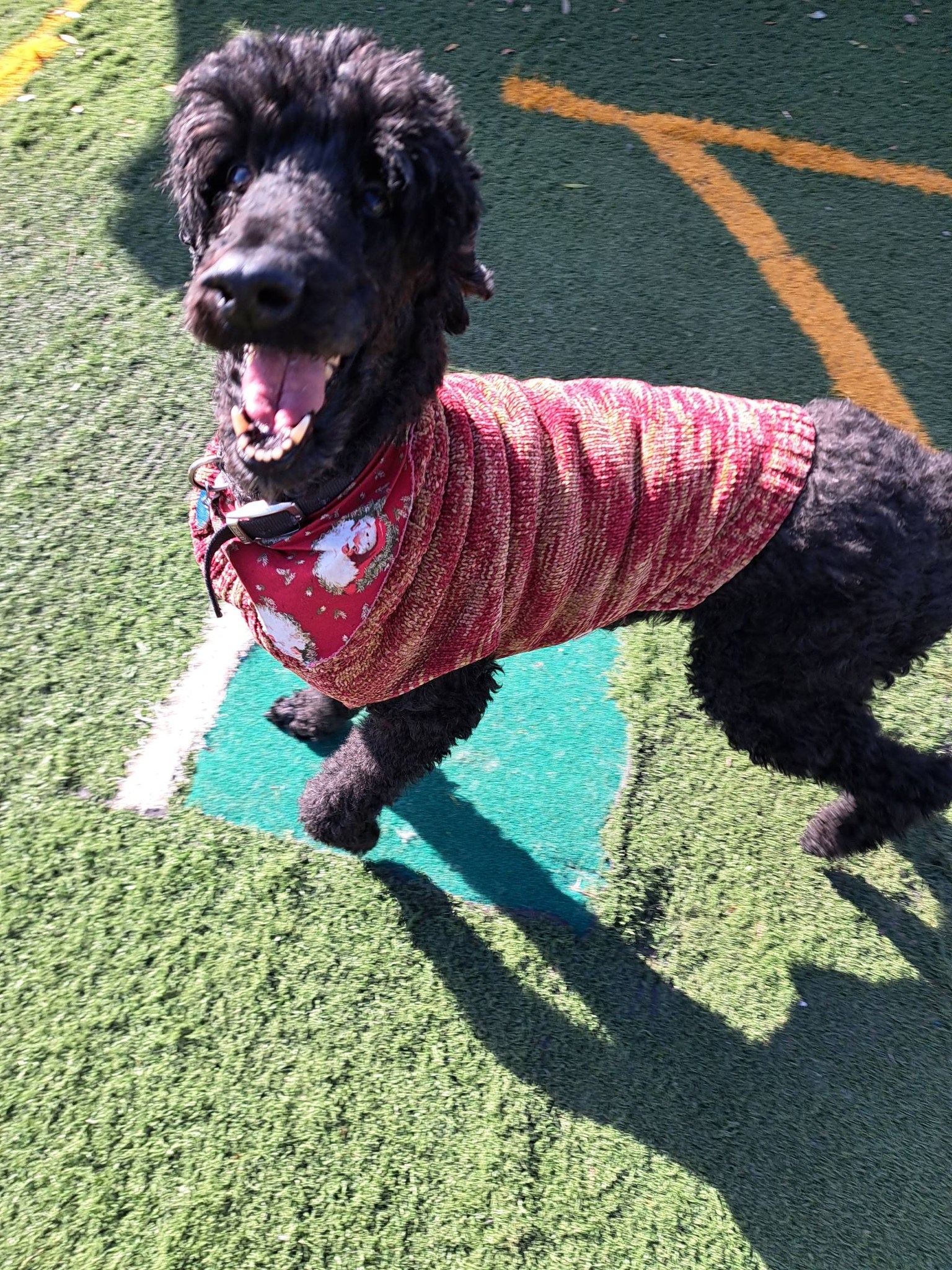 Great Oak Pet Resort Marianna