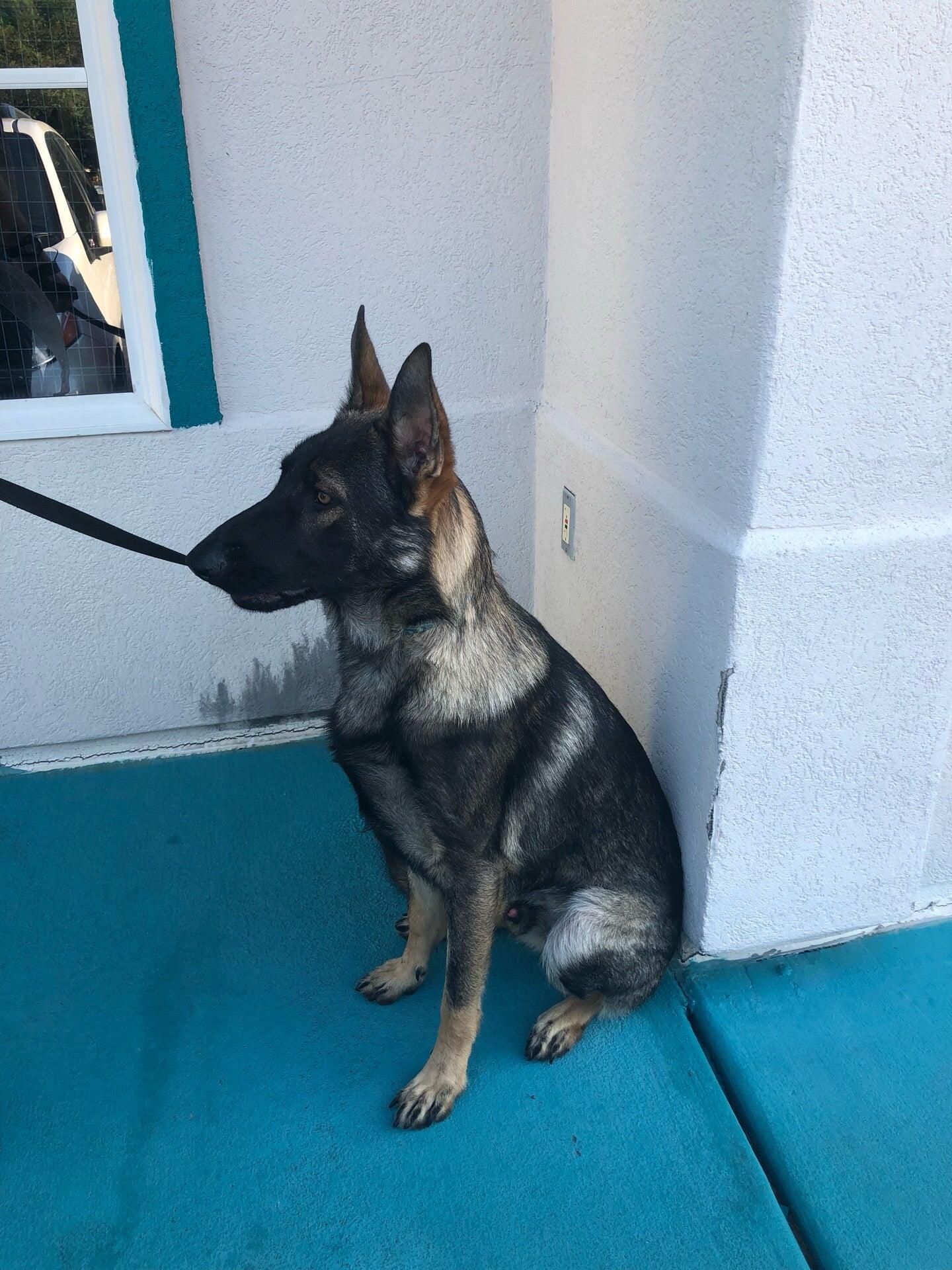 Emerald Coast Animal Hospital Mary Esther