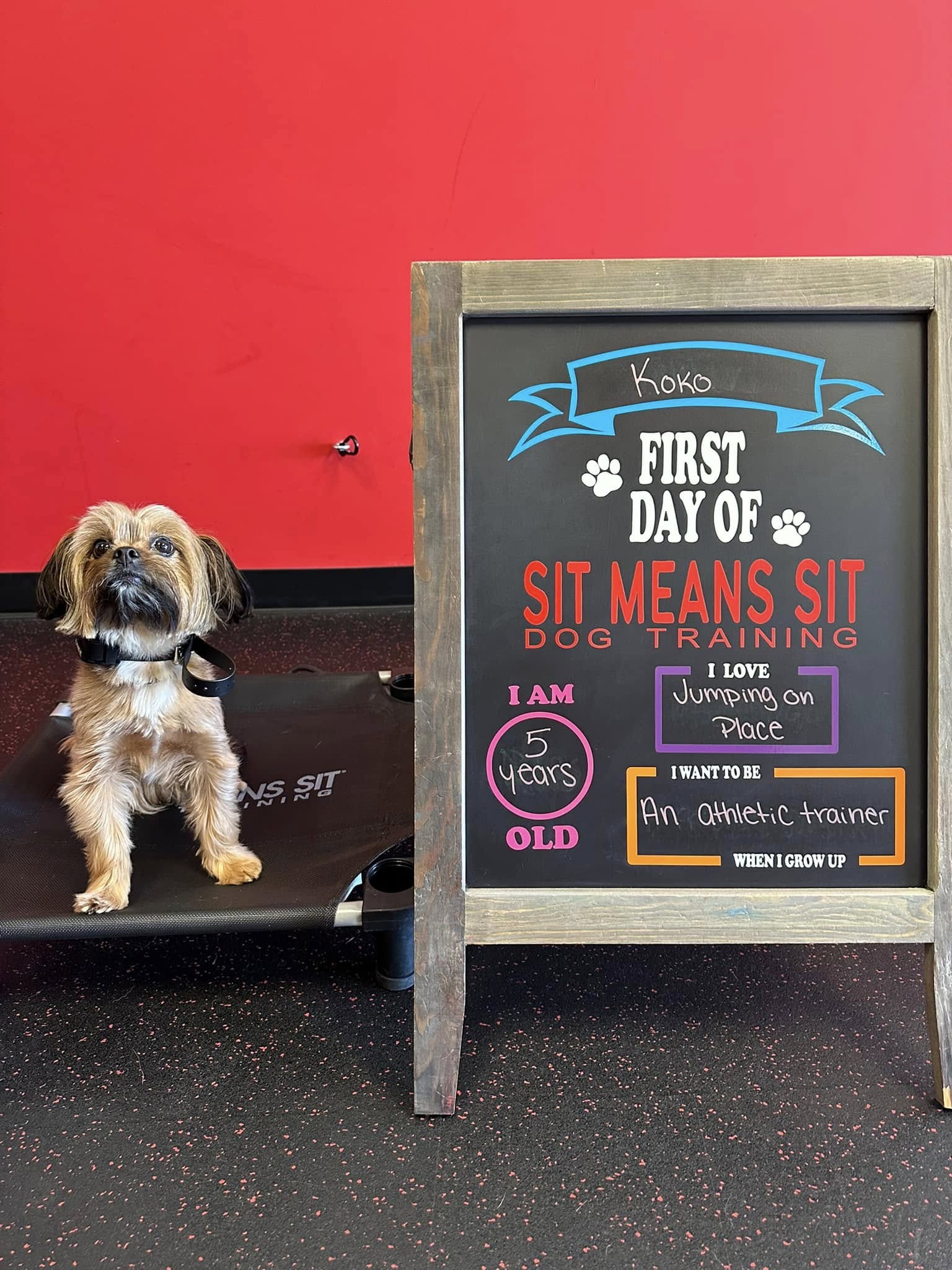 Sit Means Sit - Clermont