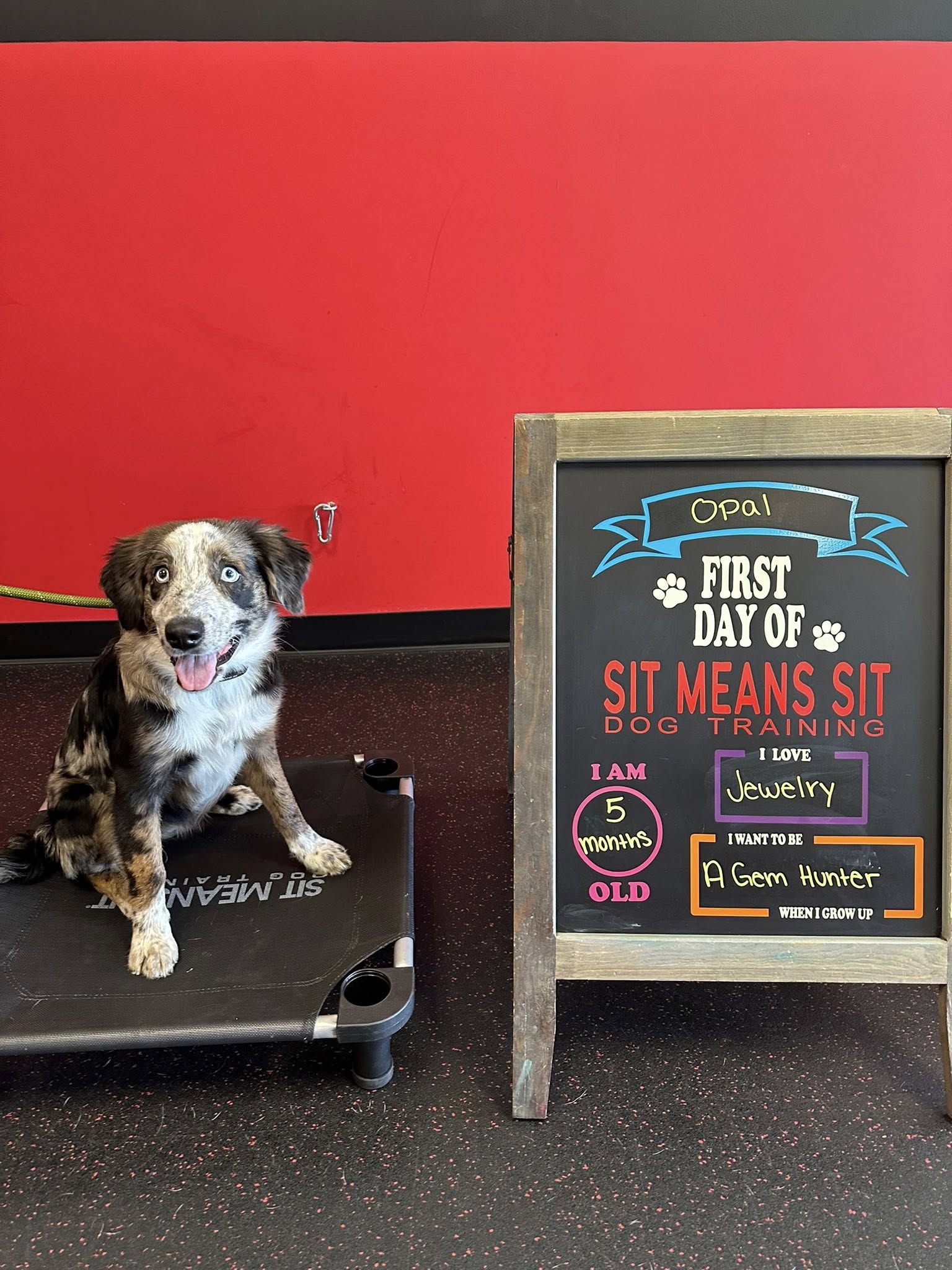 Sit Means Sit - Clermont