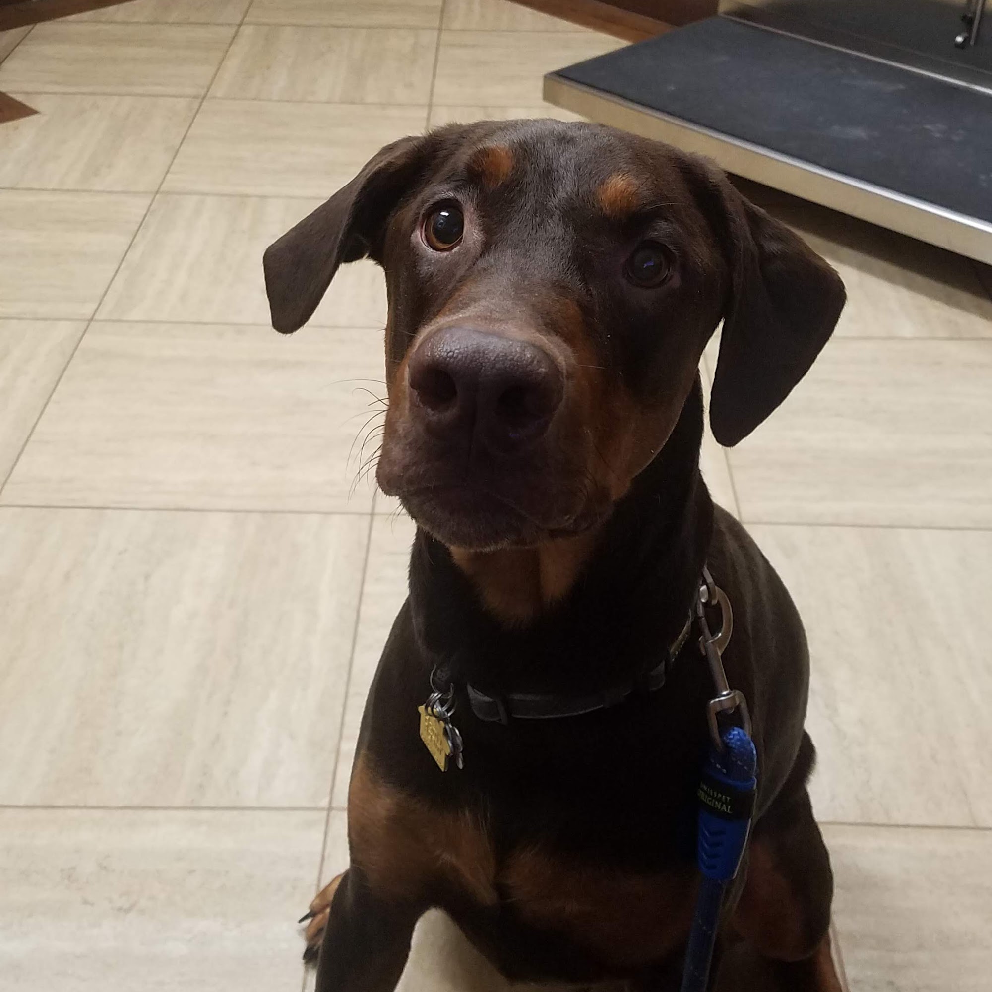 Animal Medical Clinic Melbourne