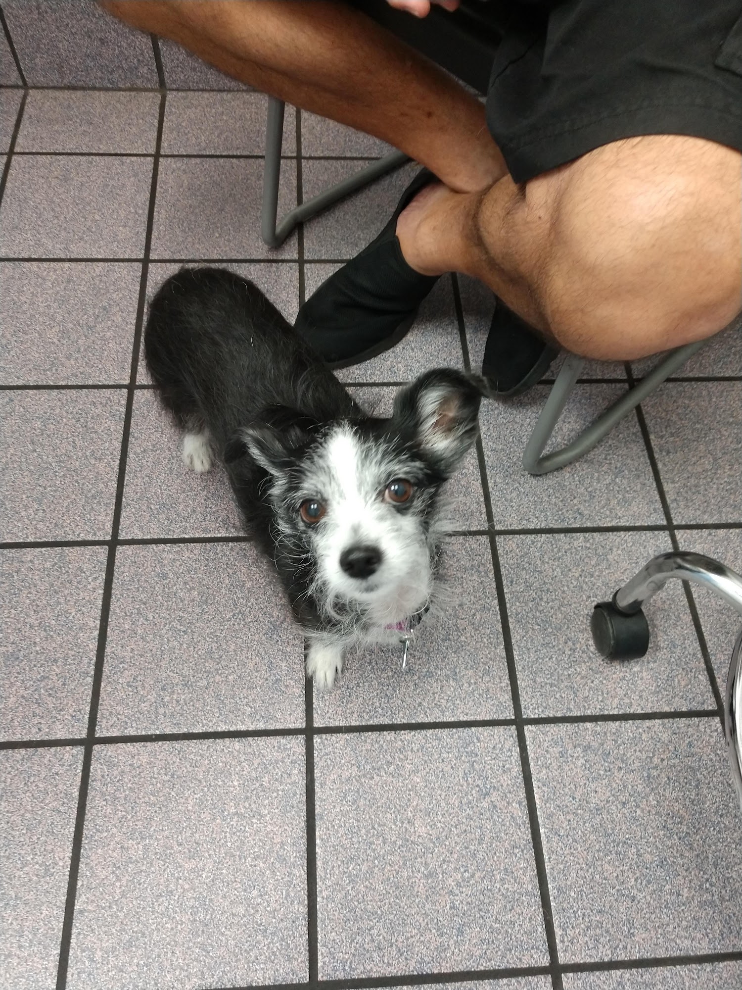 Wickham Animal Hospital & Boarding Melbourne