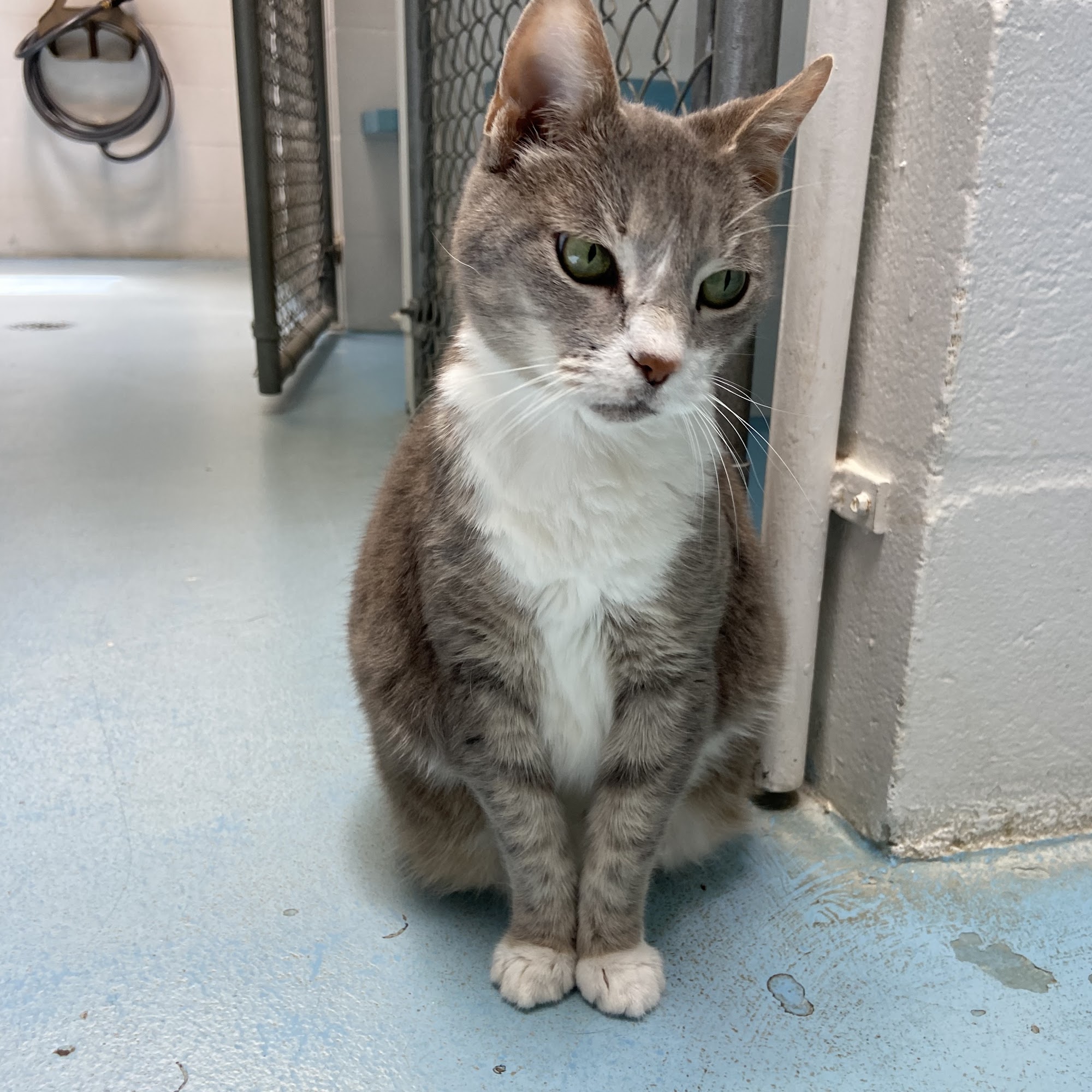 Wickham Animal Hospital & Boarding Melbourne